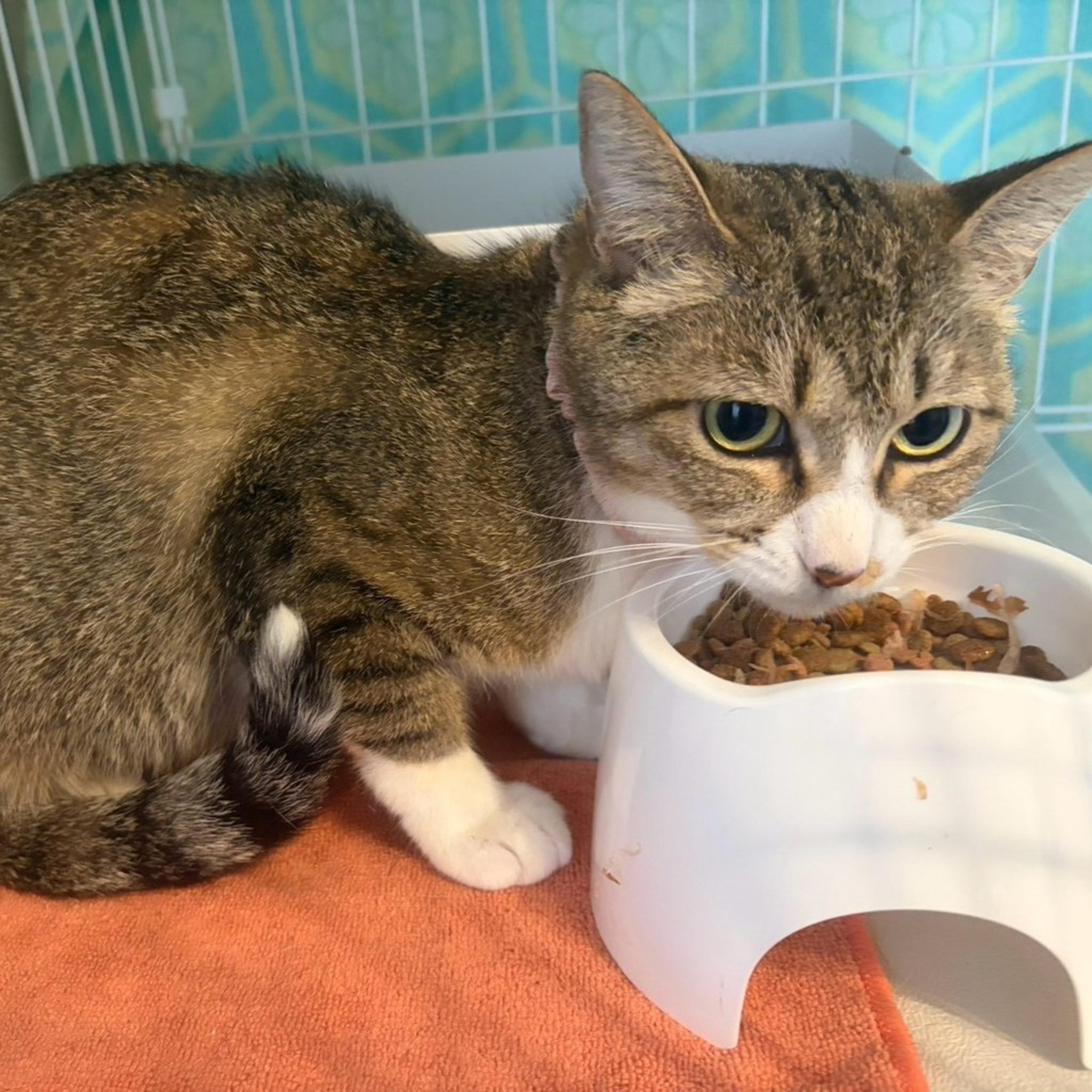 pet-image-2