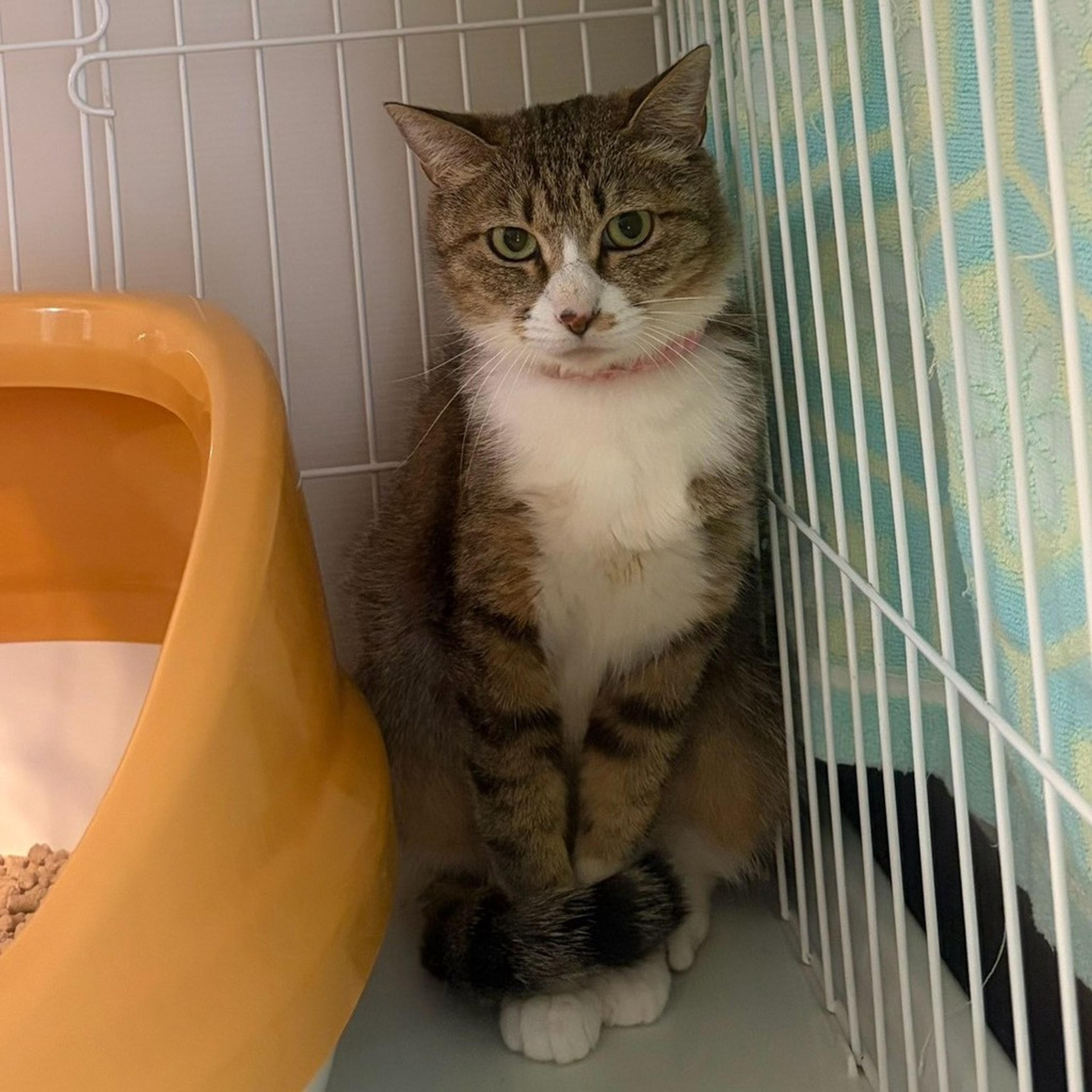 pet-image-5