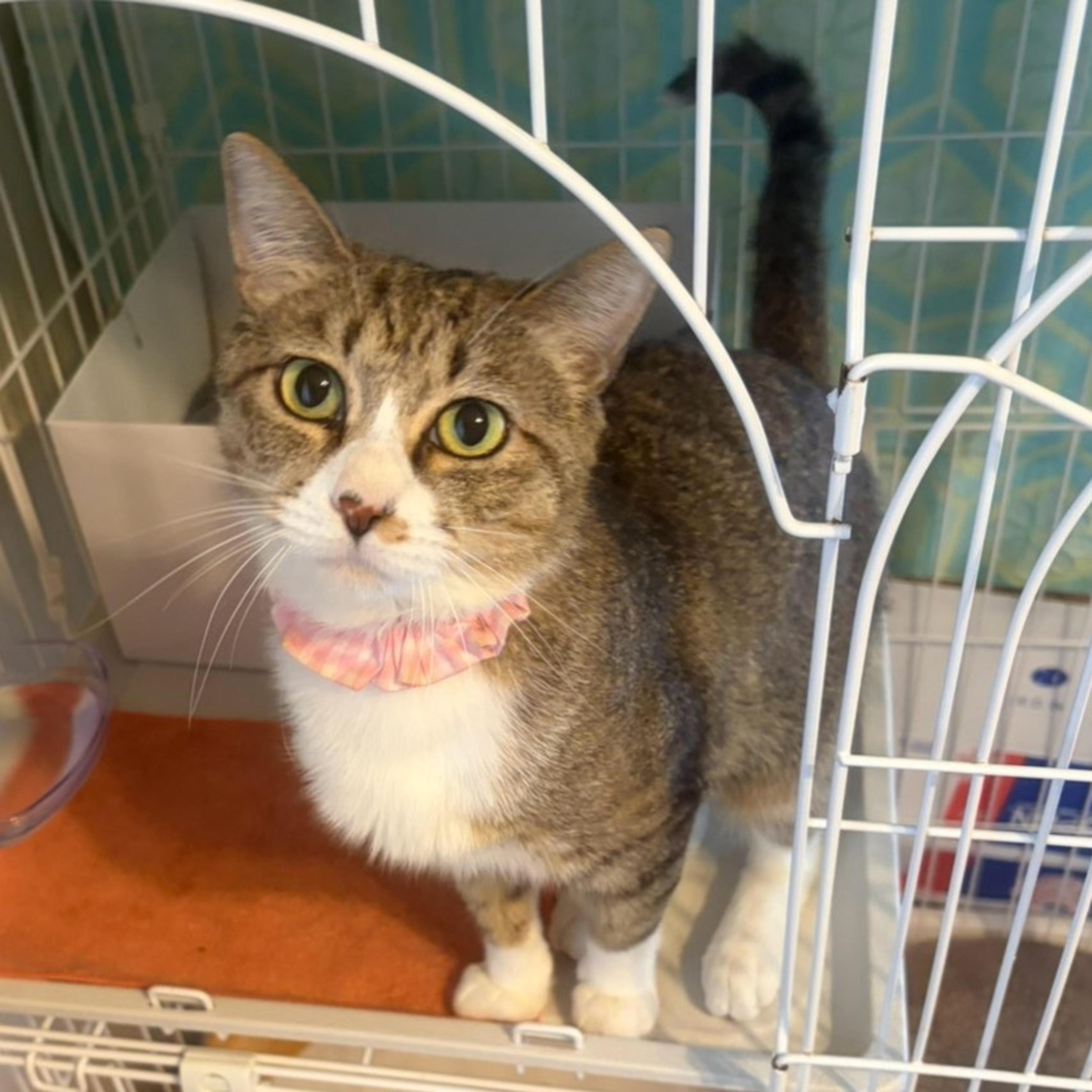 pet-image-5