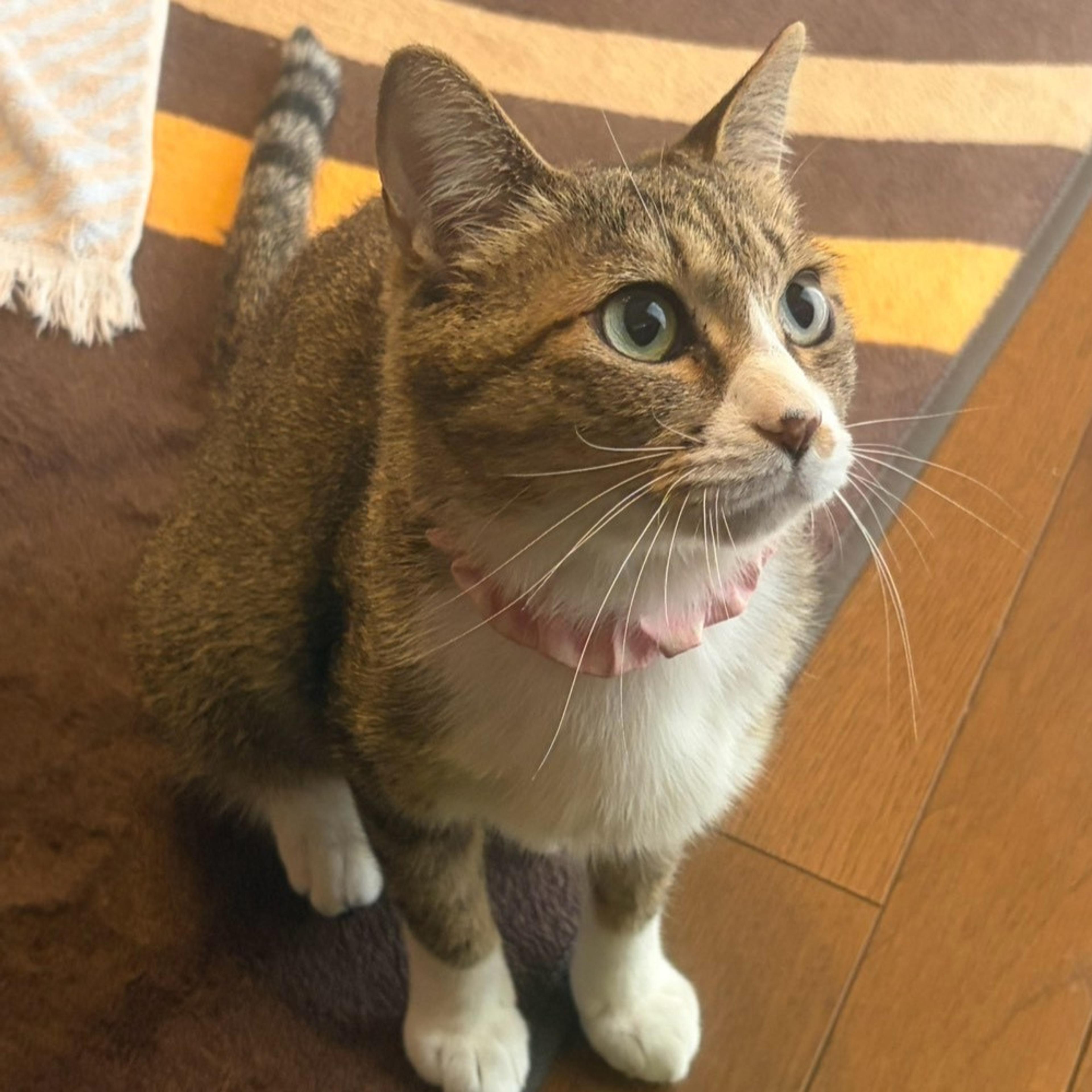 pet-image-6