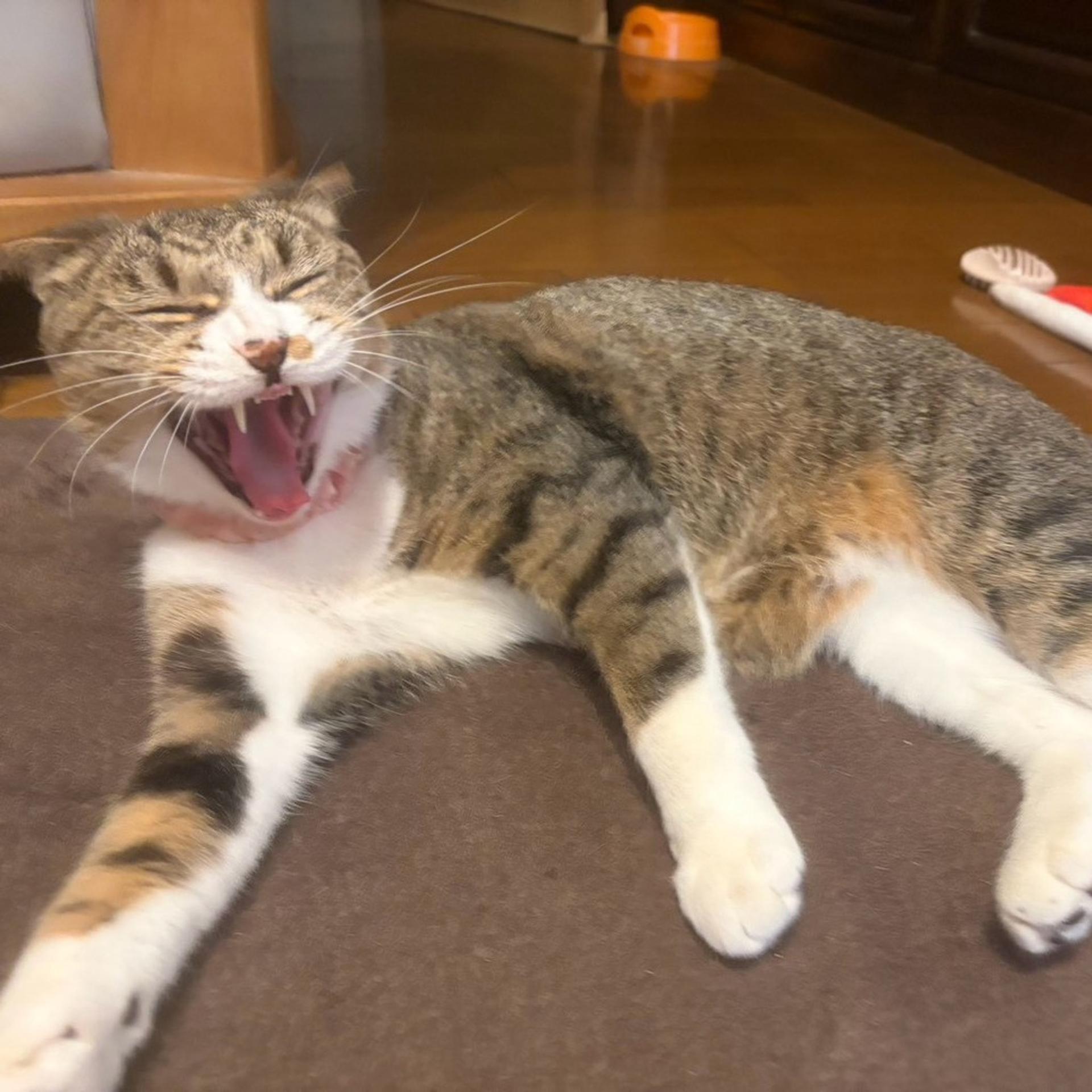 pet-image-8