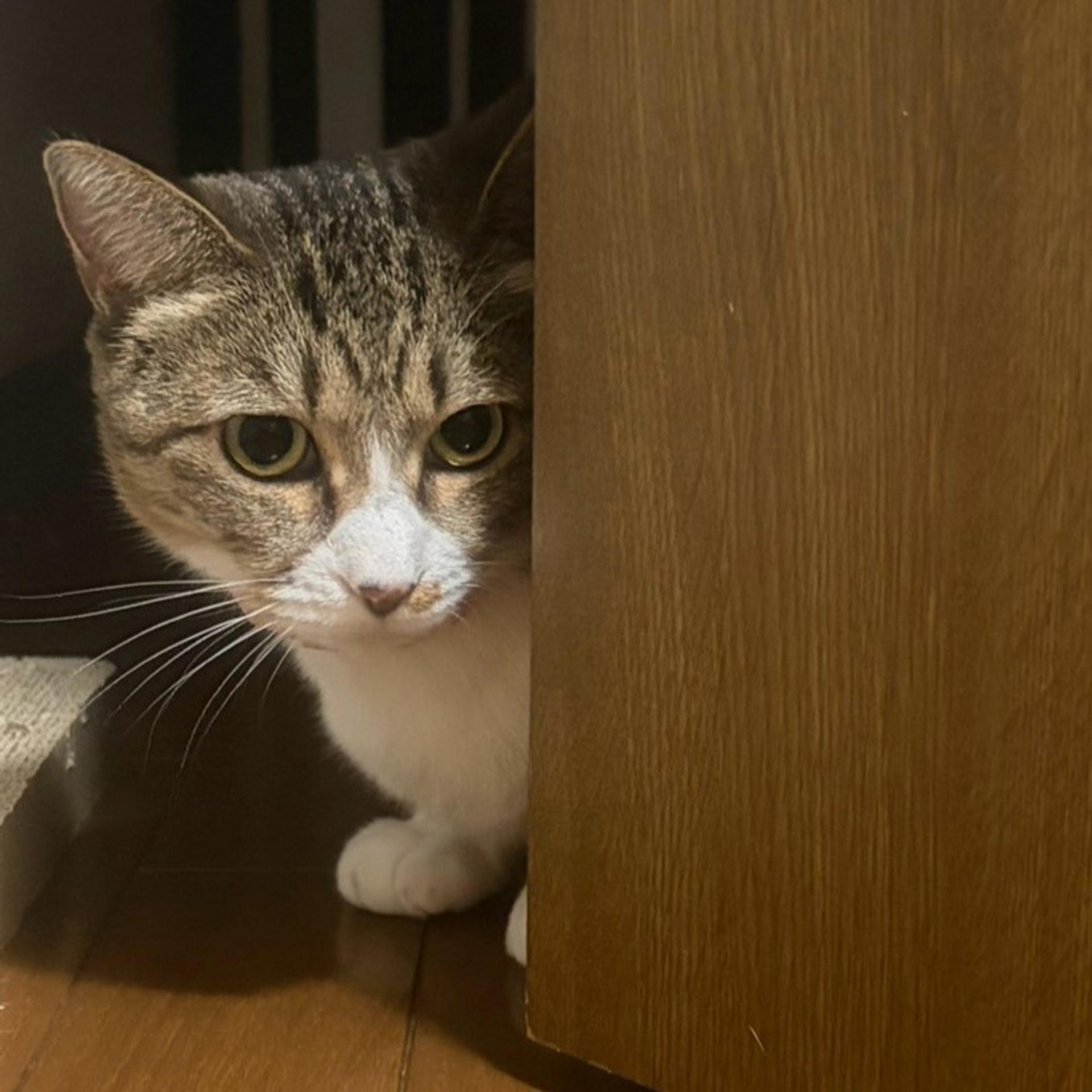 pet-image-9