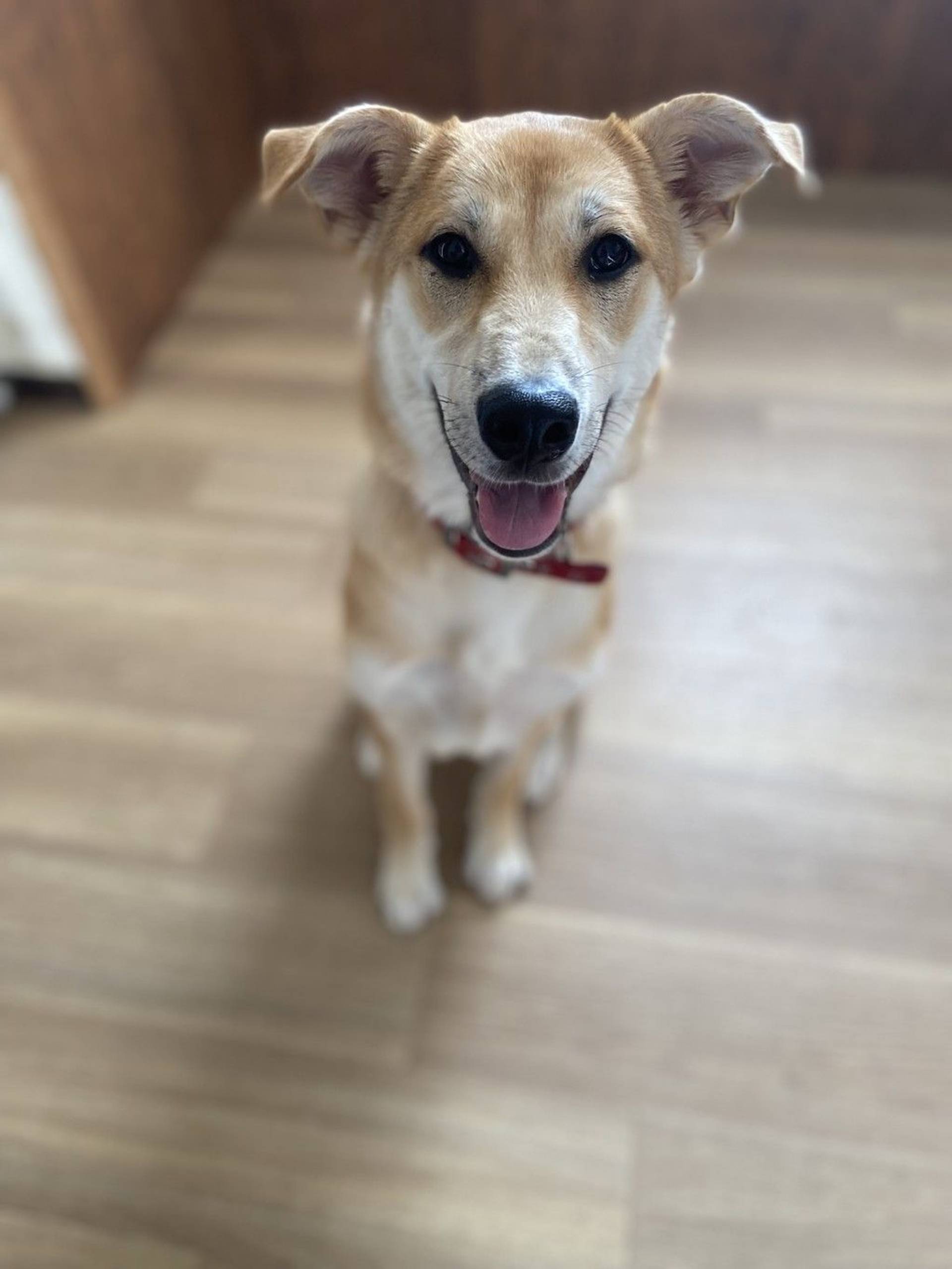 雑種（ミックス犬）・メスの里親募集の写真