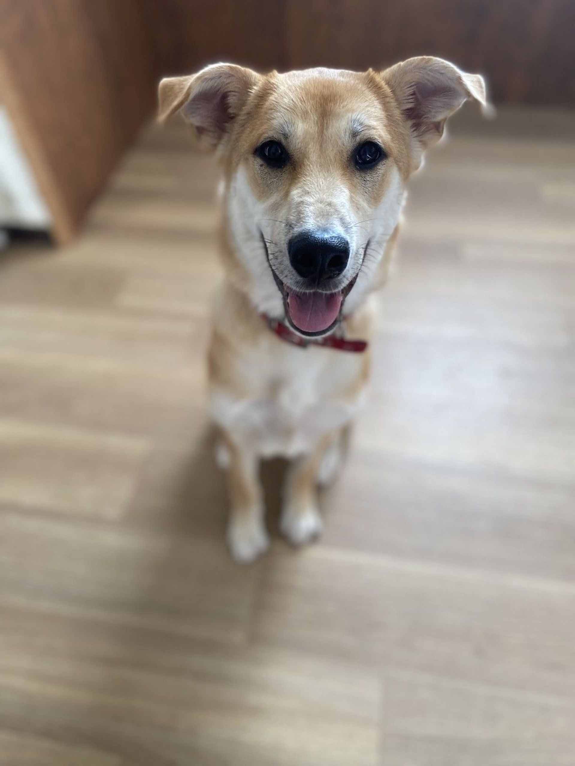 雑種（ミックス犬）・メスの里親募集の写真