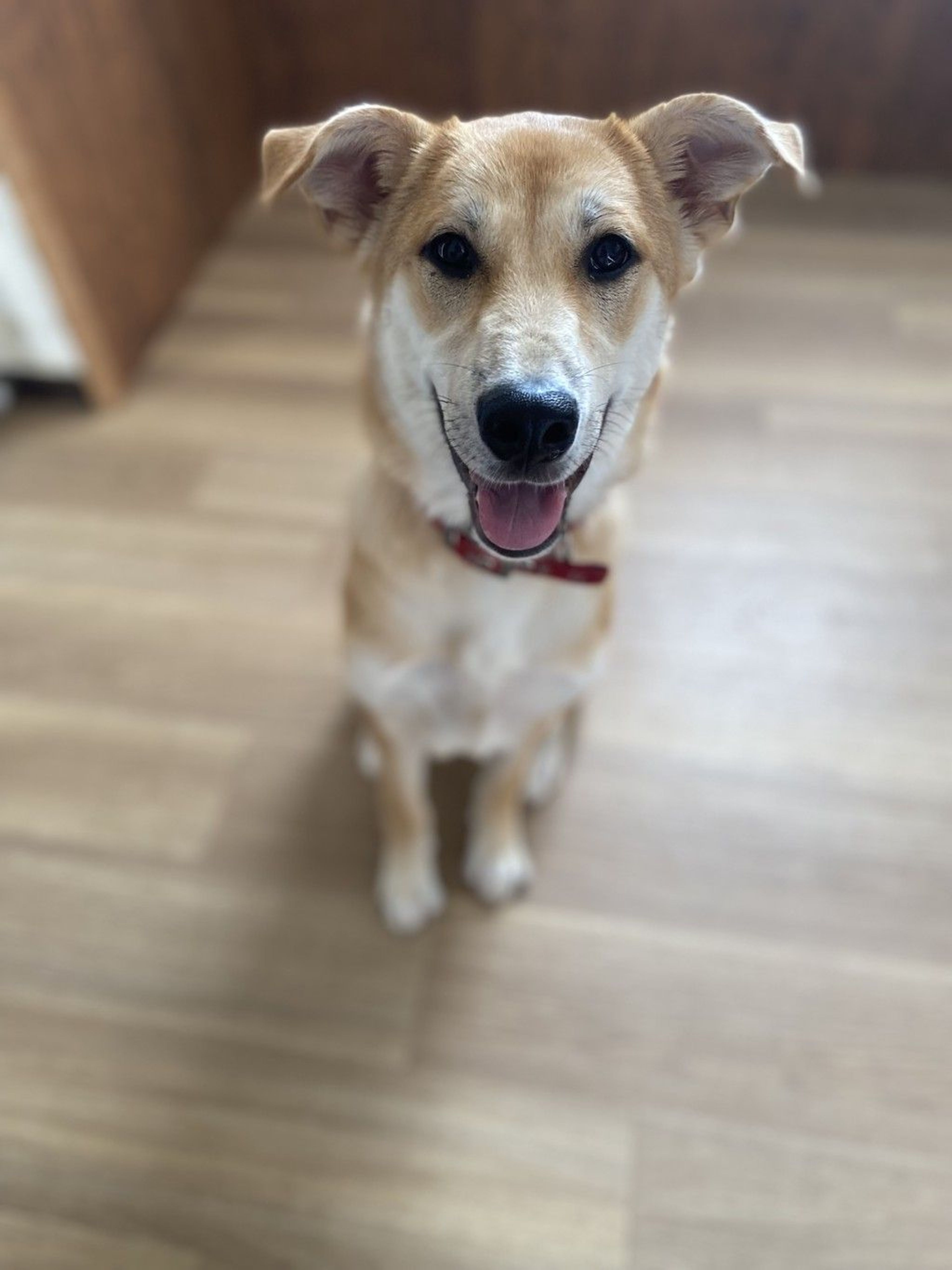 雑種（ミックス犬）・メスの里親募集の写真