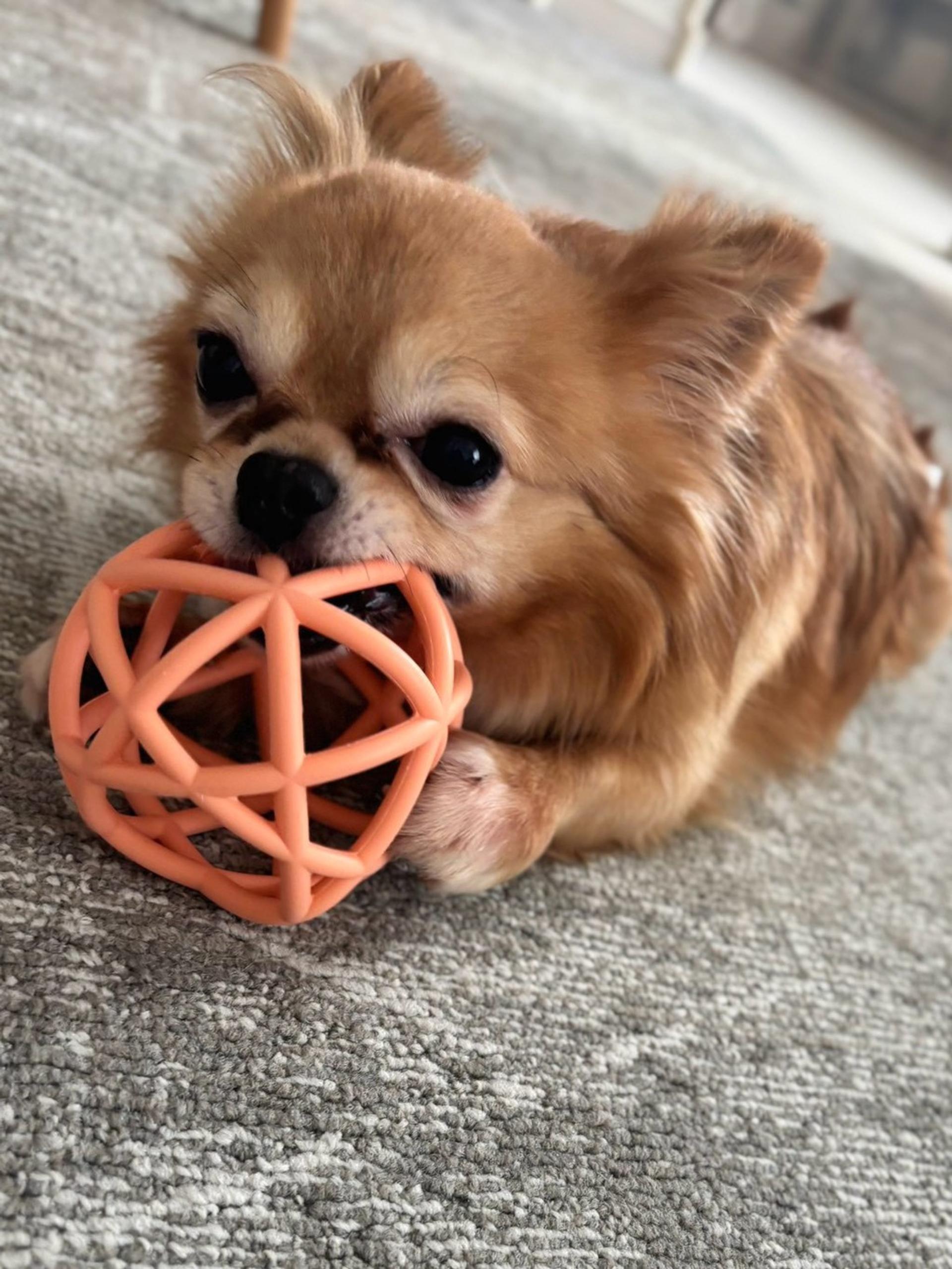 pet-image-5