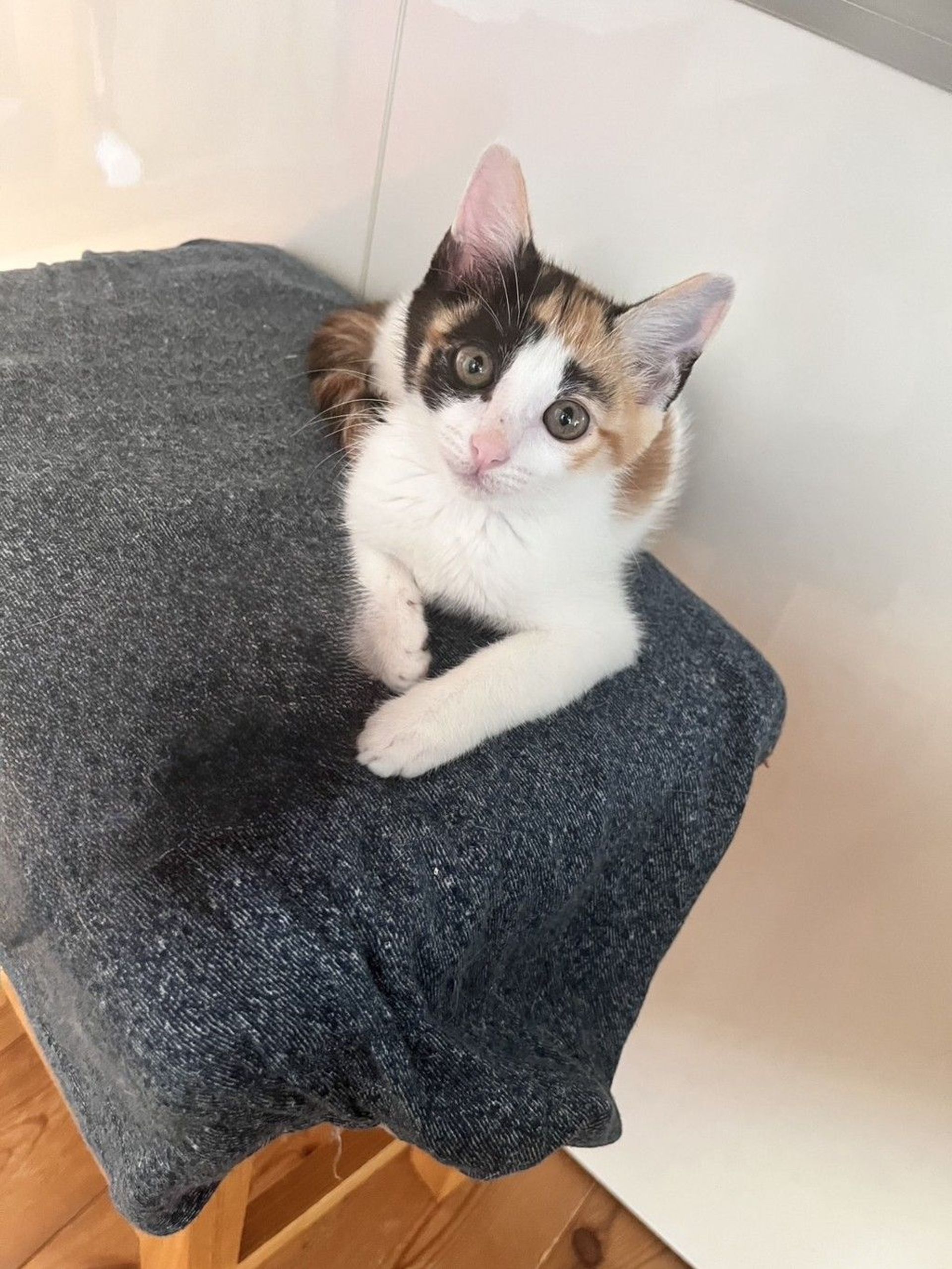 雑種（ミックス猫）・メスの里親募集の写真