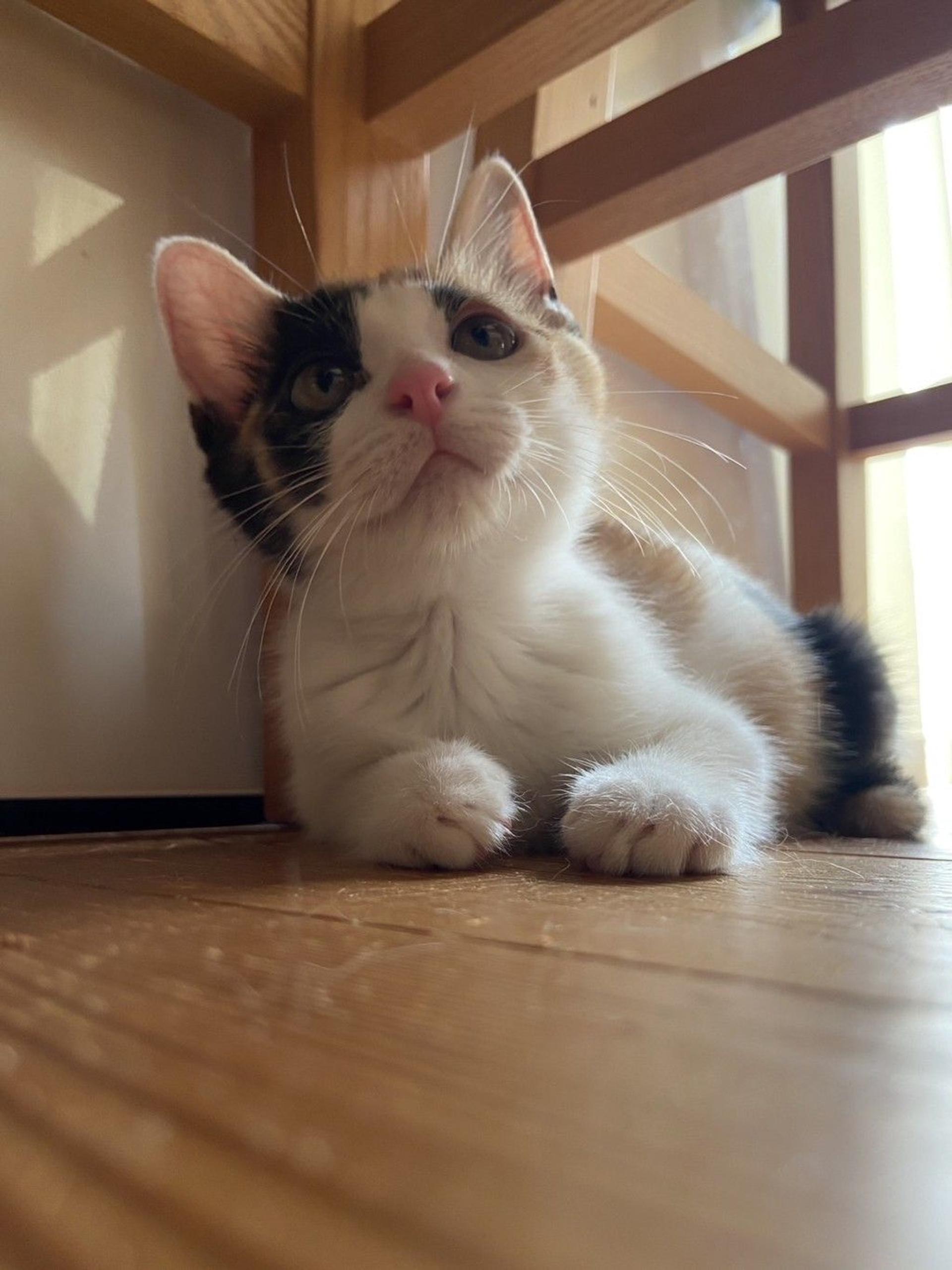 pet-image-3