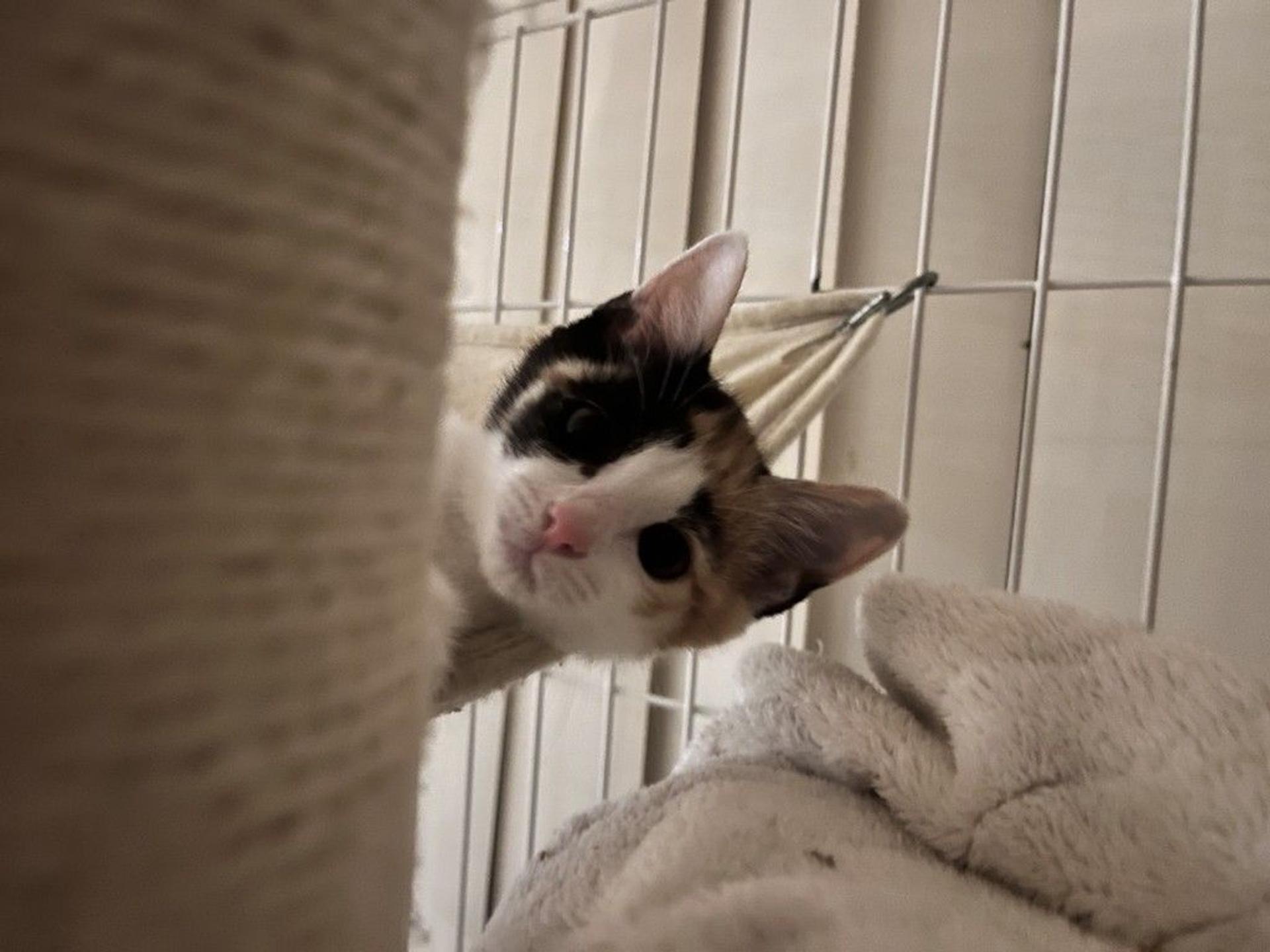 pet-image-5