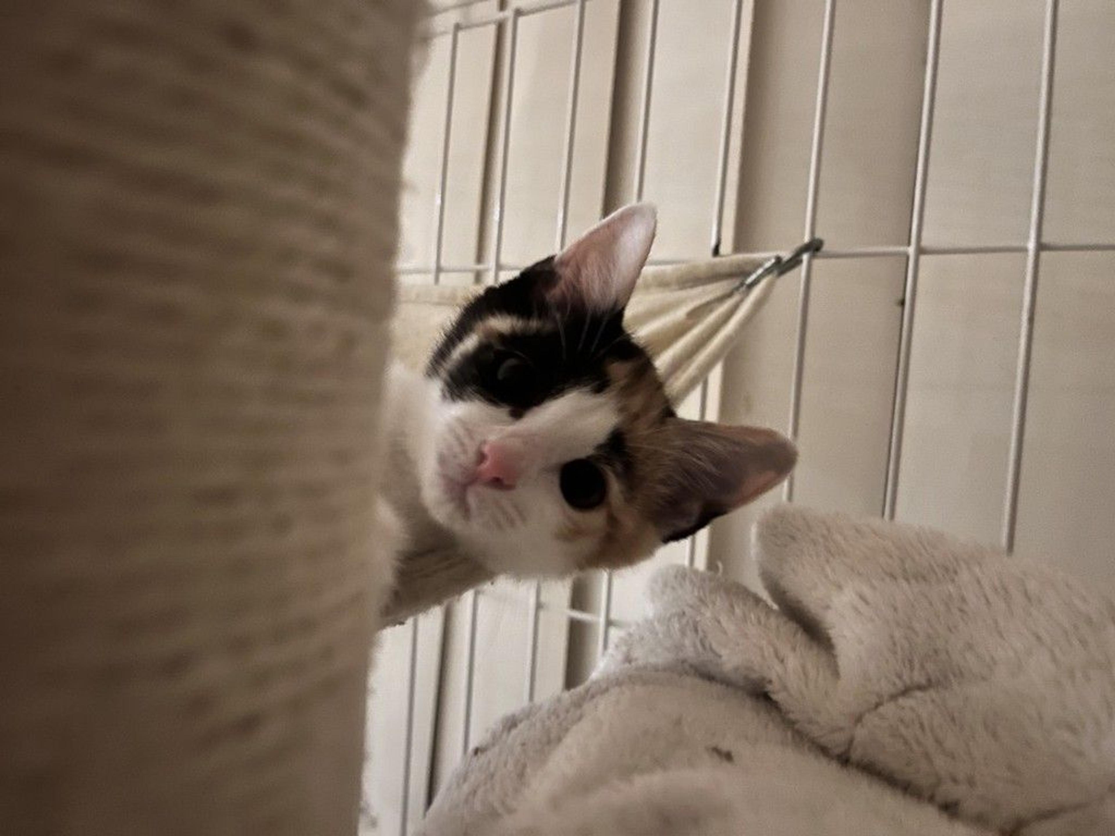 pet-image-5