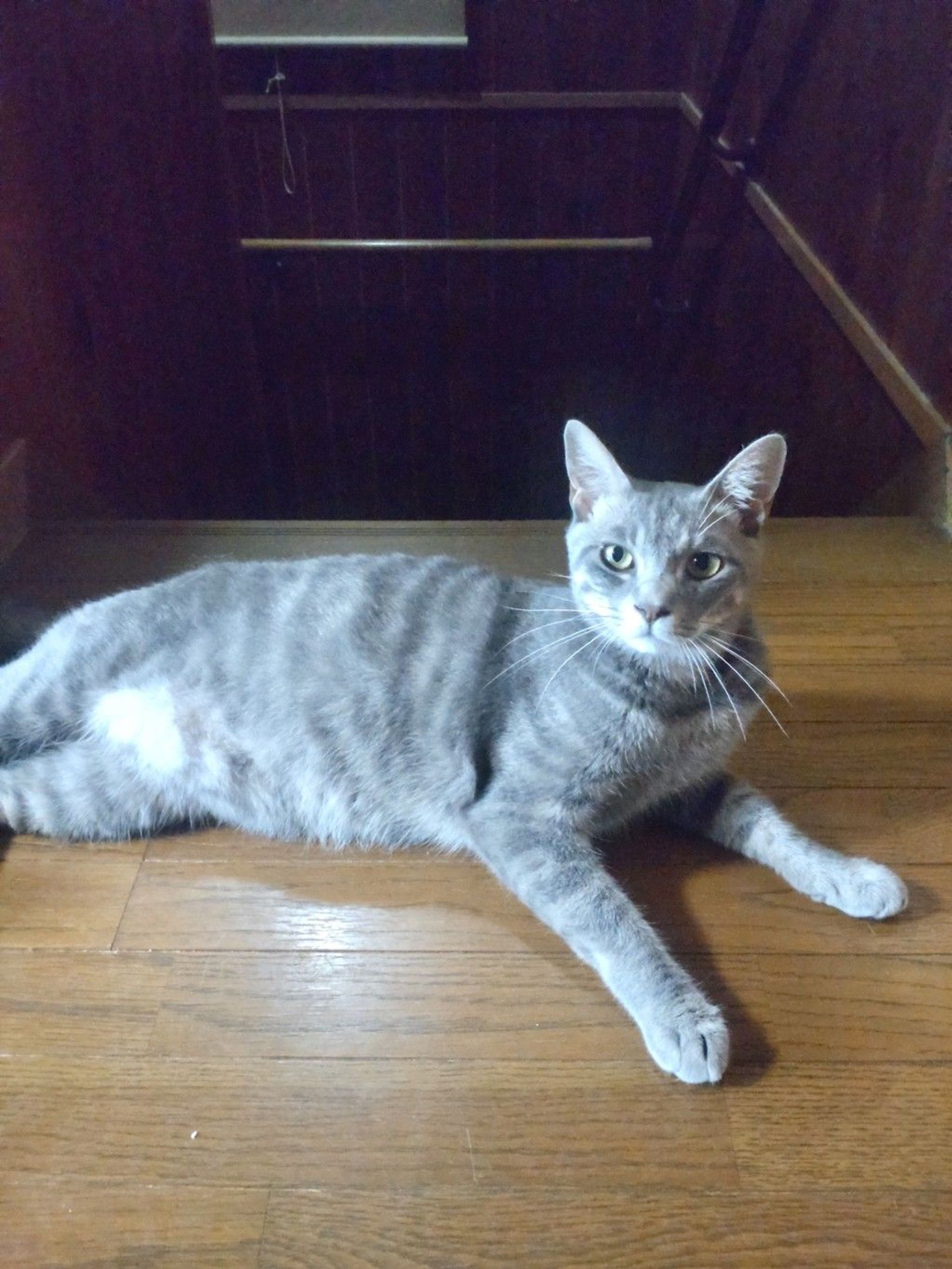 雑種（ミックス猫）・オスの里親募集の写真
