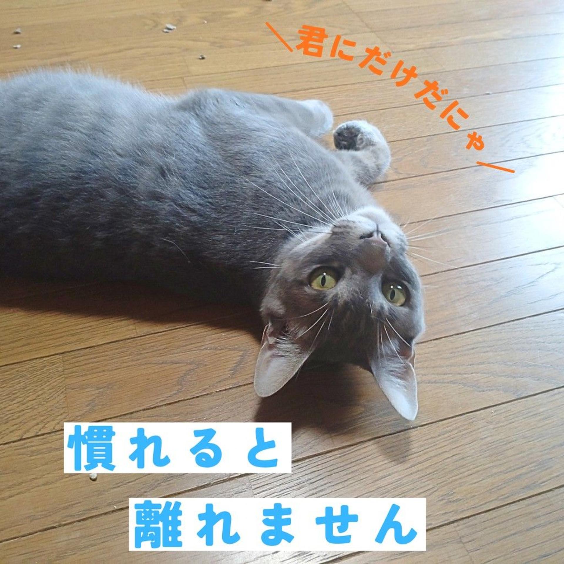 pet-image-6