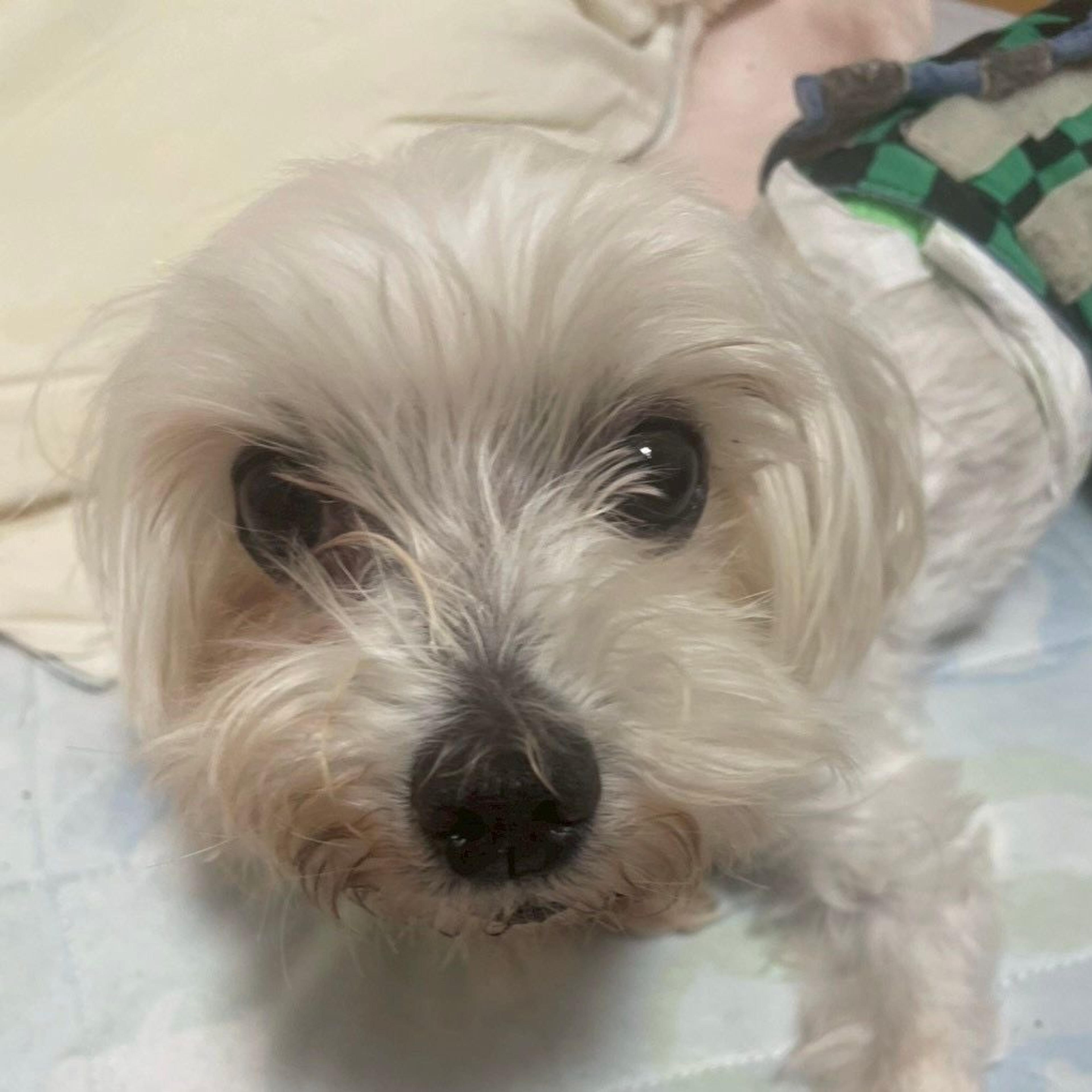 pet-image-2