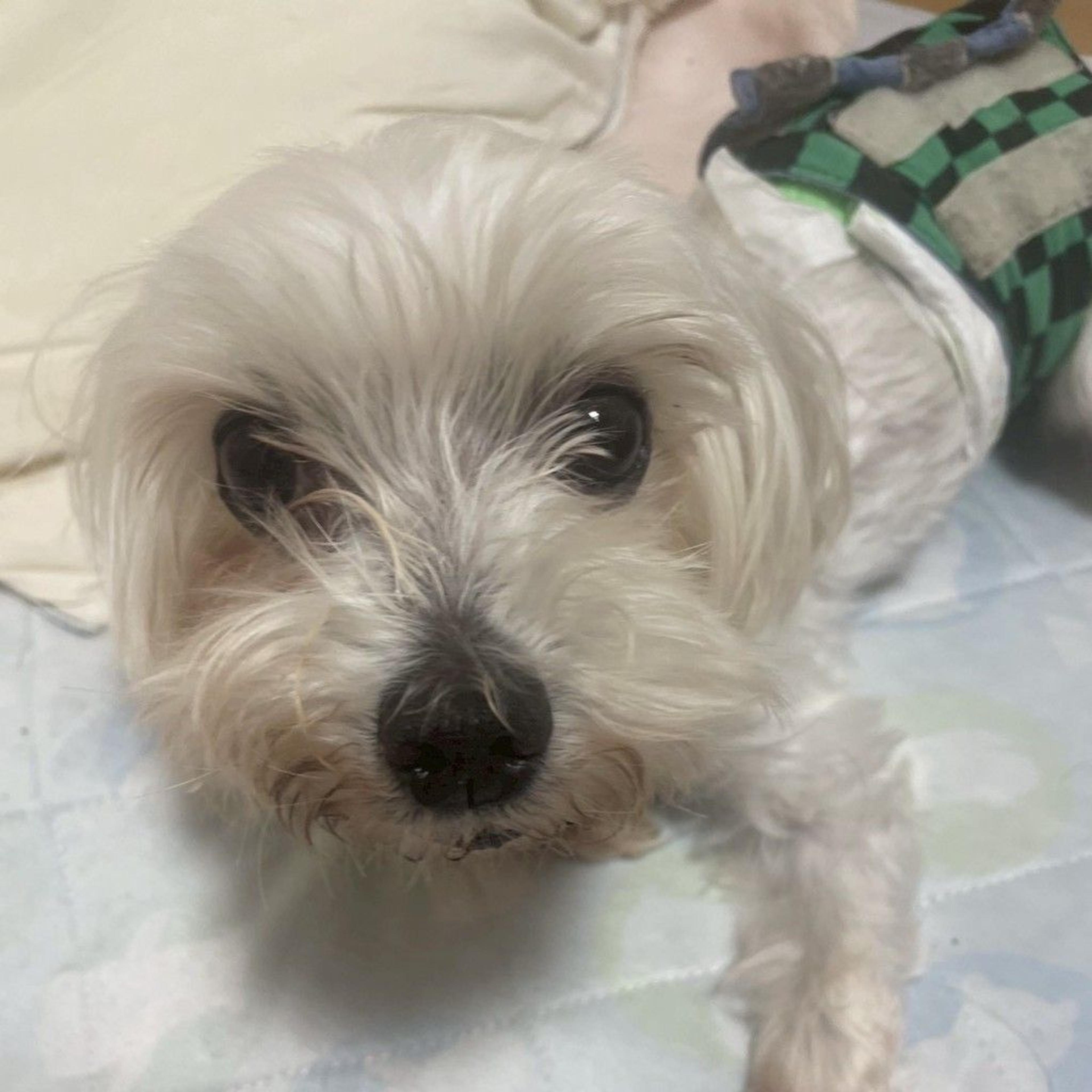 pet-image-2