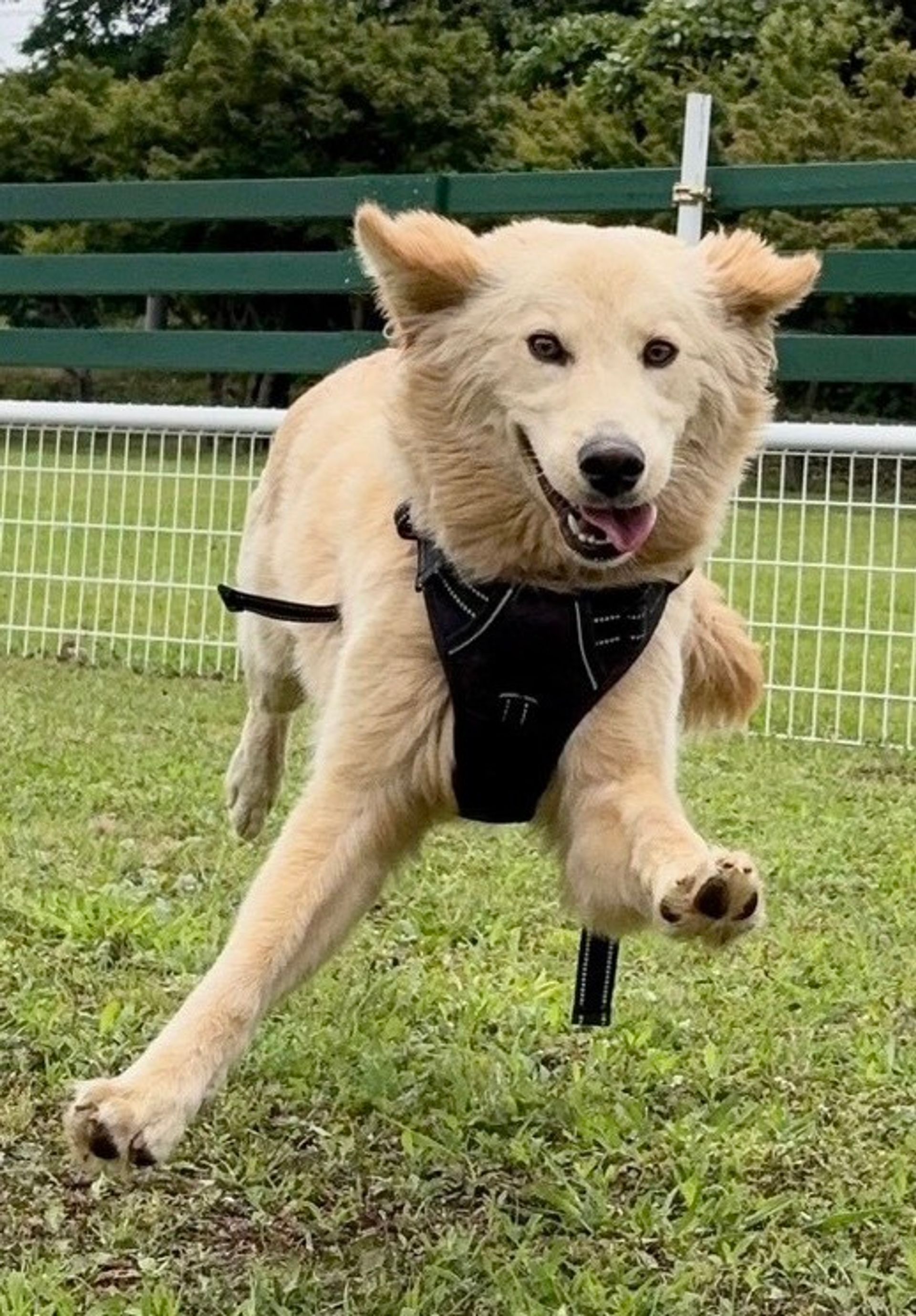 雑種（ミックス犬）・オスの里親募集の写真