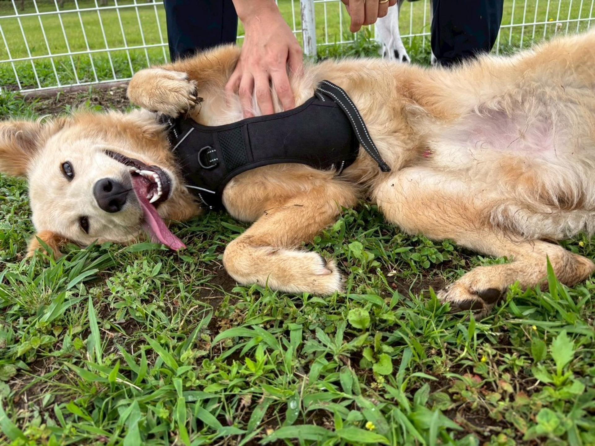 pet-image-3