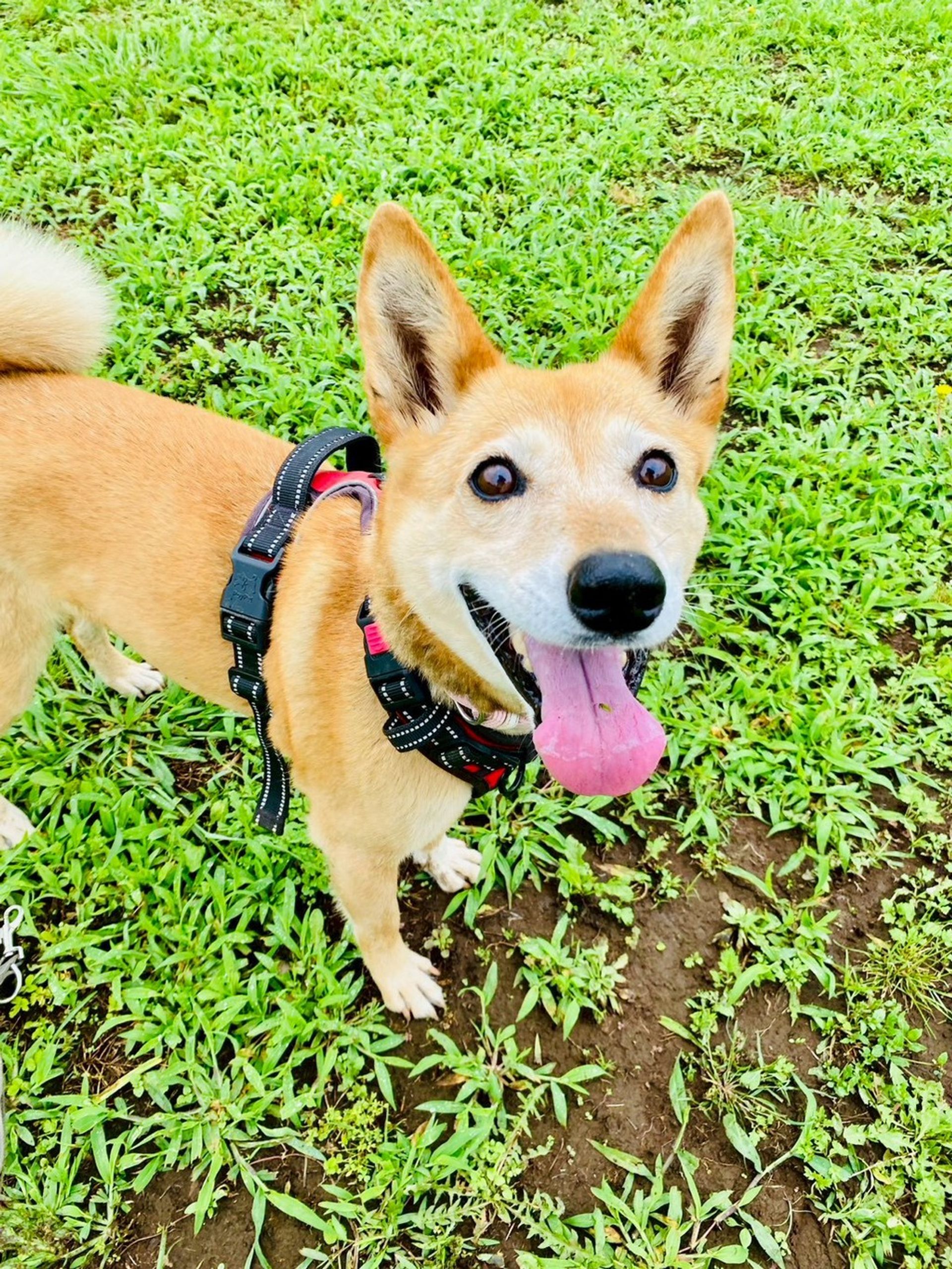 雑種（ミックス犬）・メスの里親募集の写真