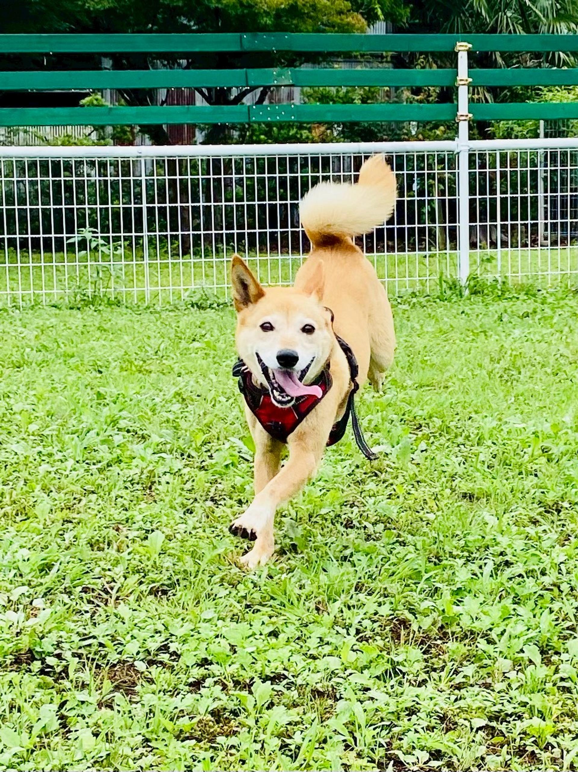 pet-image-2
