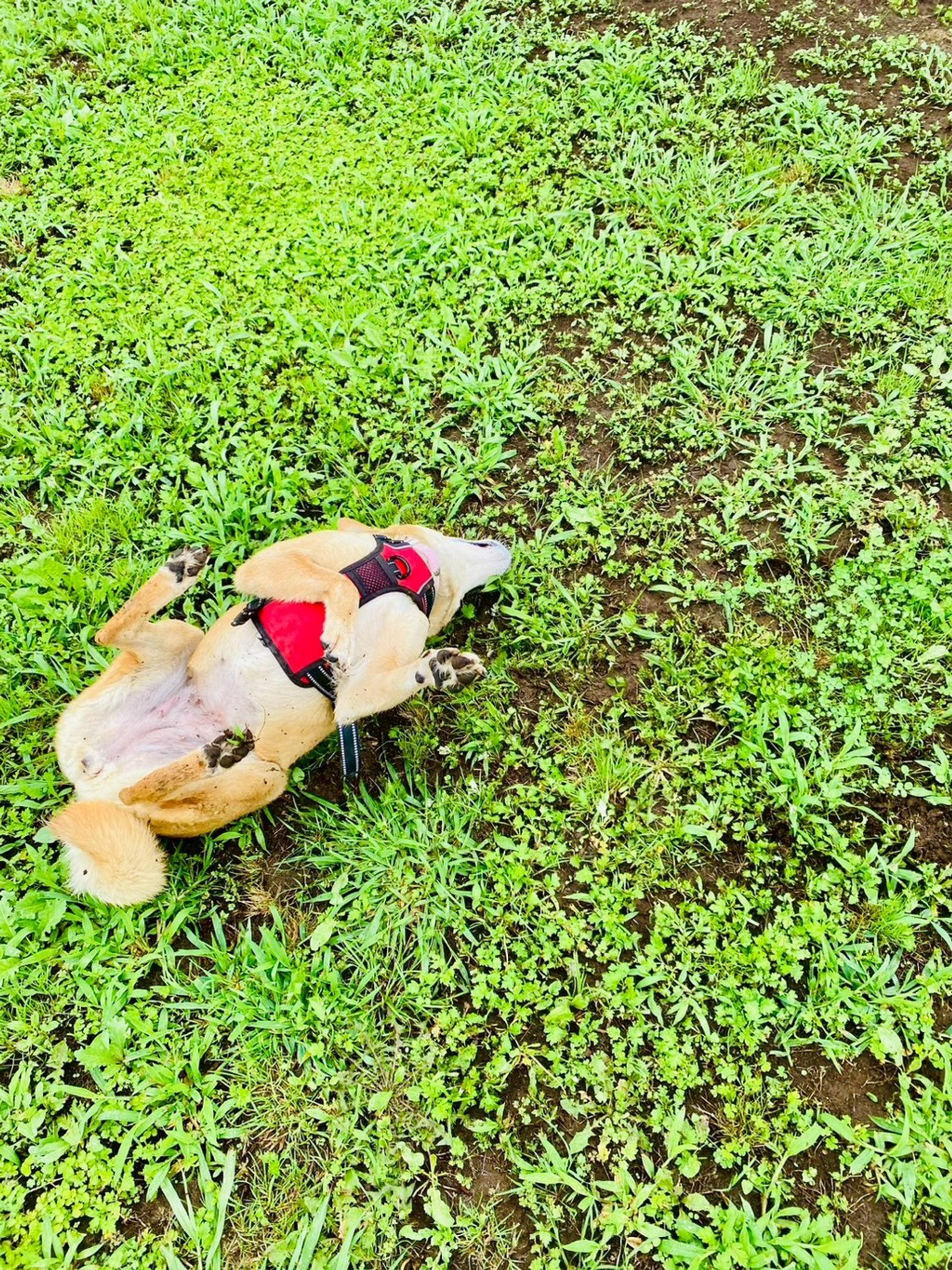 pet-image-3
