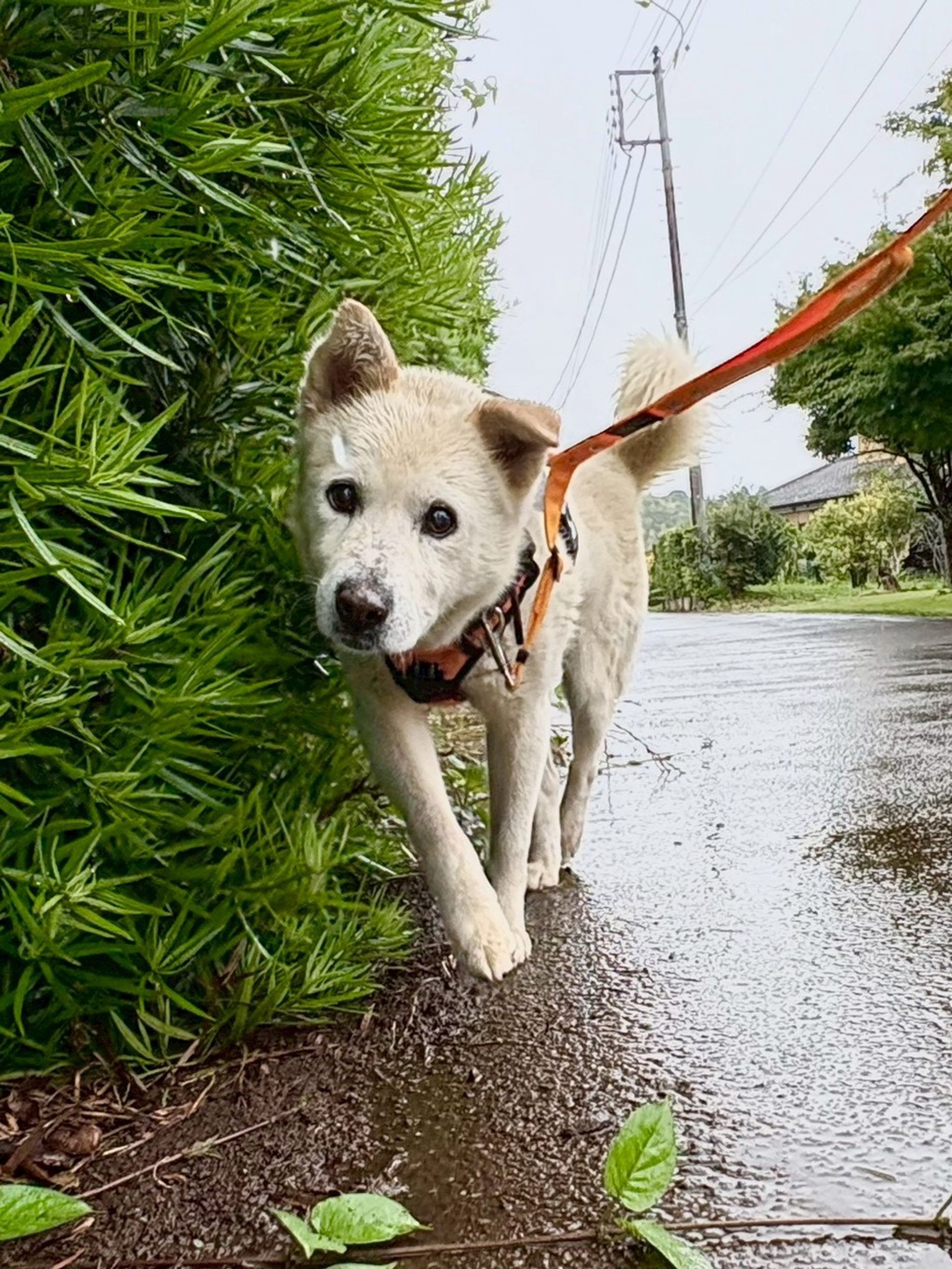雑種（ミックス犬）・オスの里親募集の写真