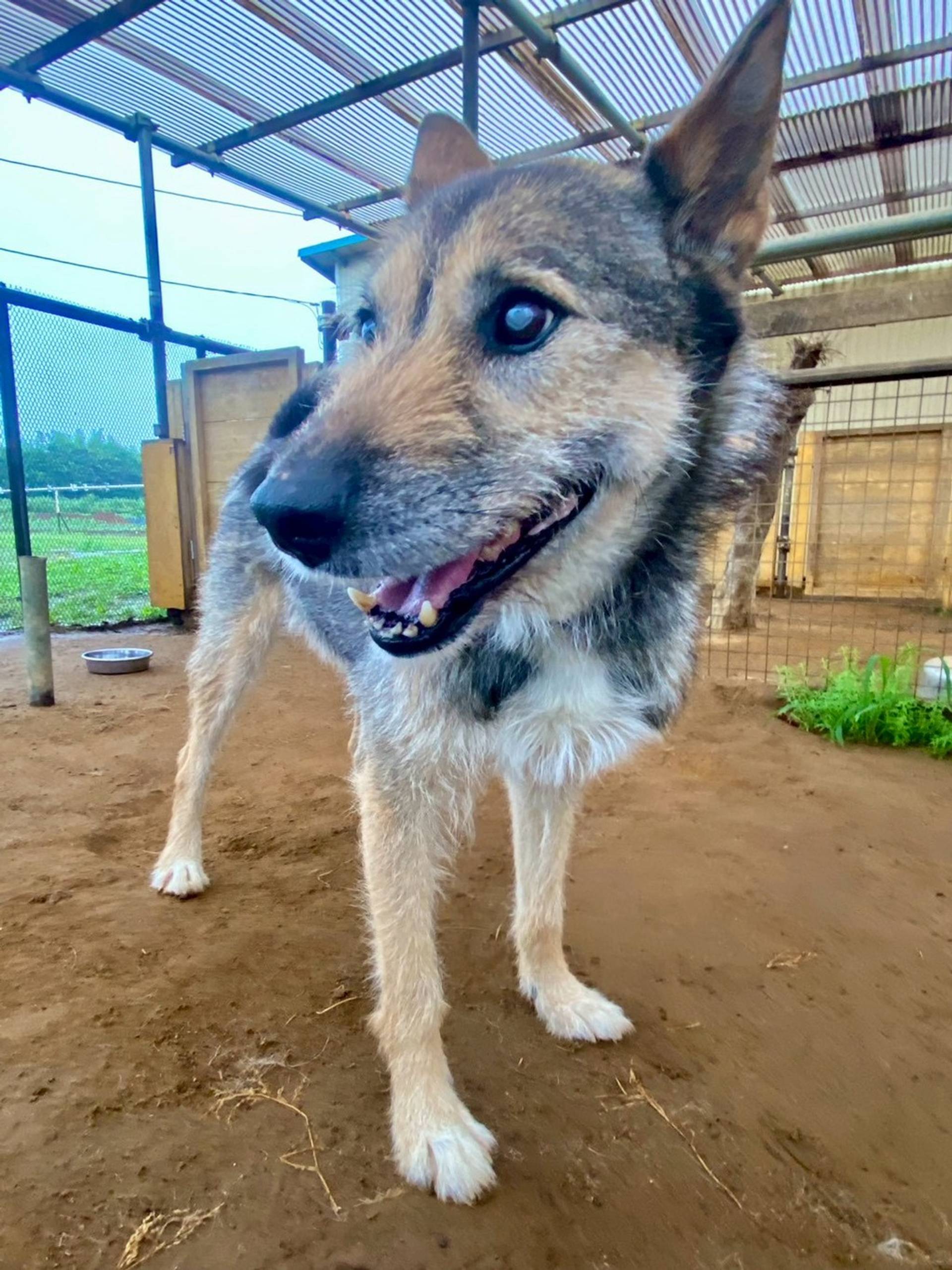 雑種（ミックス犬）・オスの里親募集の写真