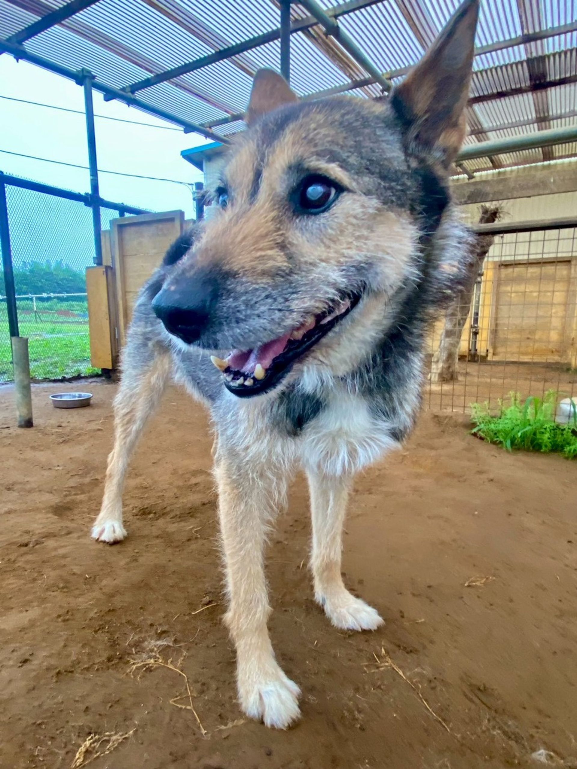 雑種（ミックス犬）・オスの里親募集の写真