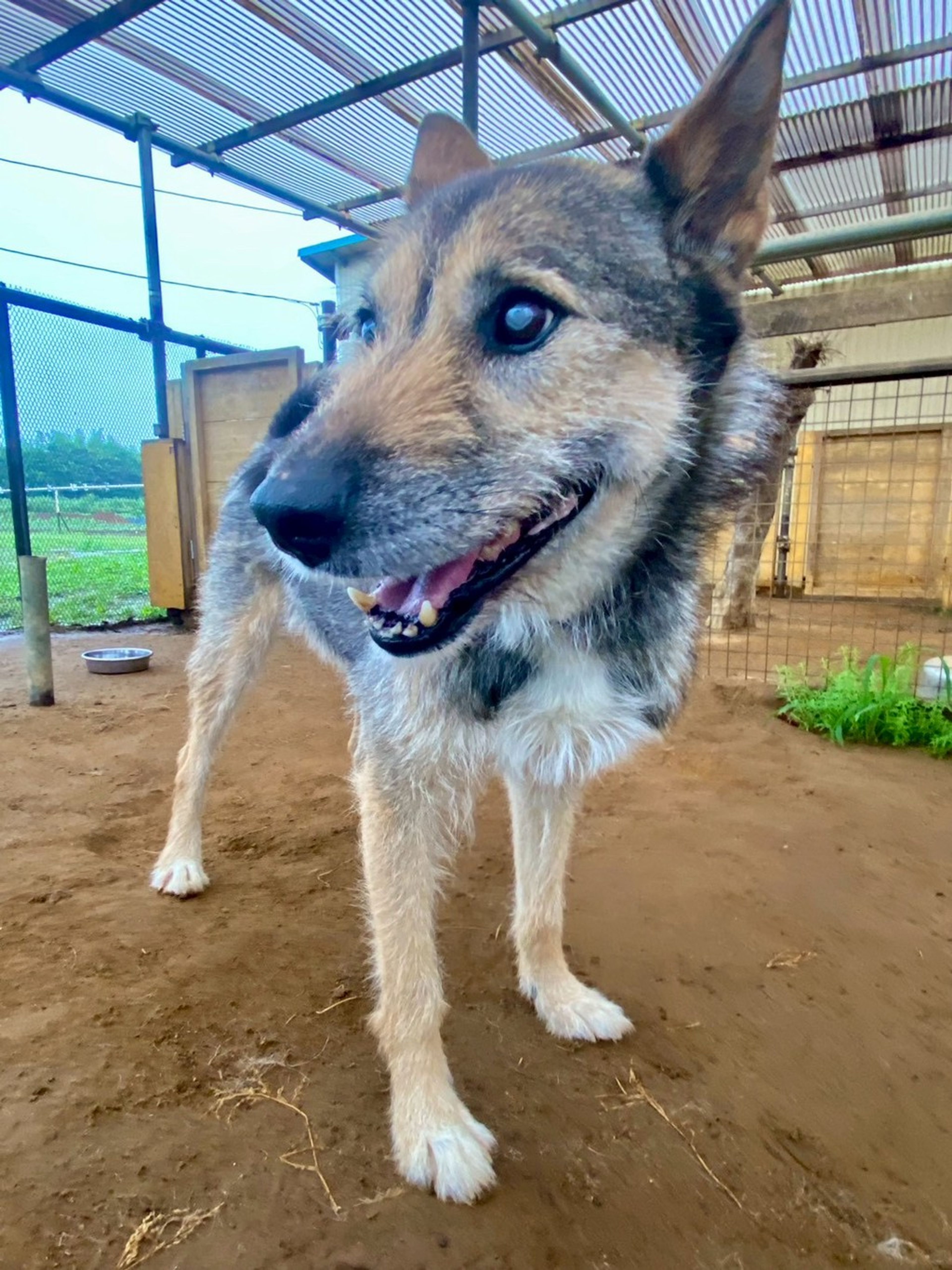 雑種（ミックス犬）・オスの里親募集の写真