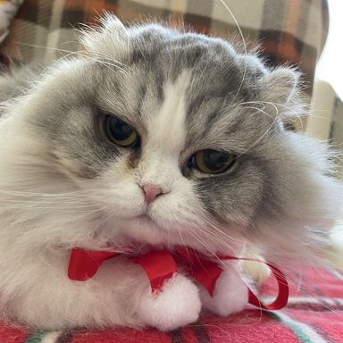 あずきの写真