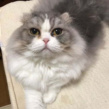 あずきの写真