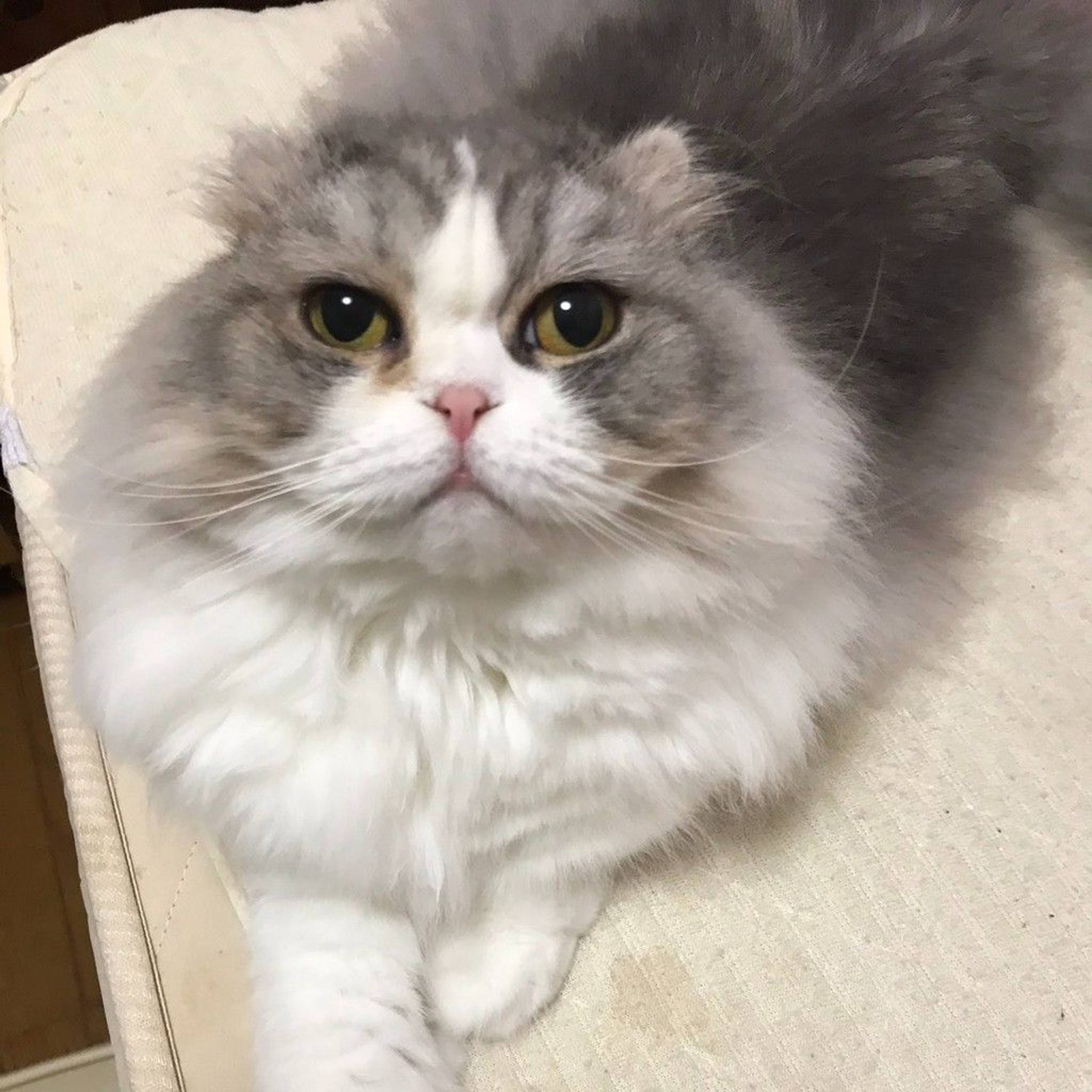 スコティッシュフォールド・メスの里親募集の写真