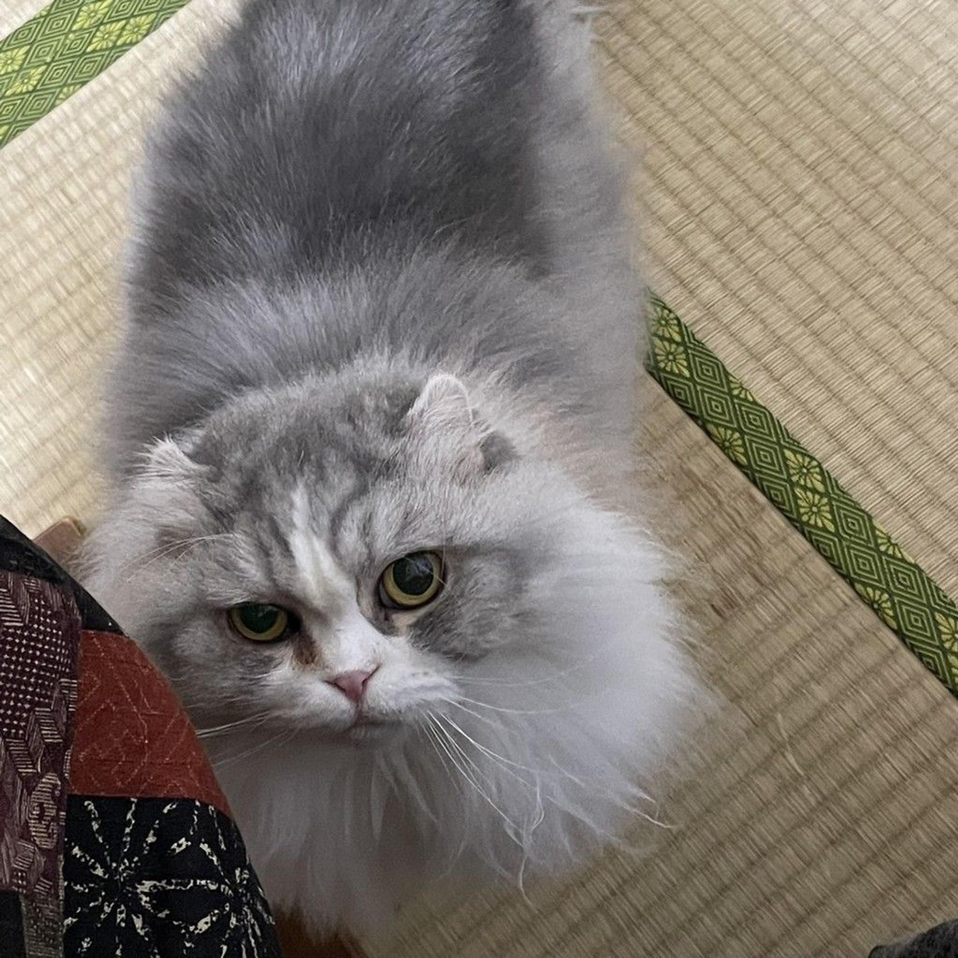 pet-image-4