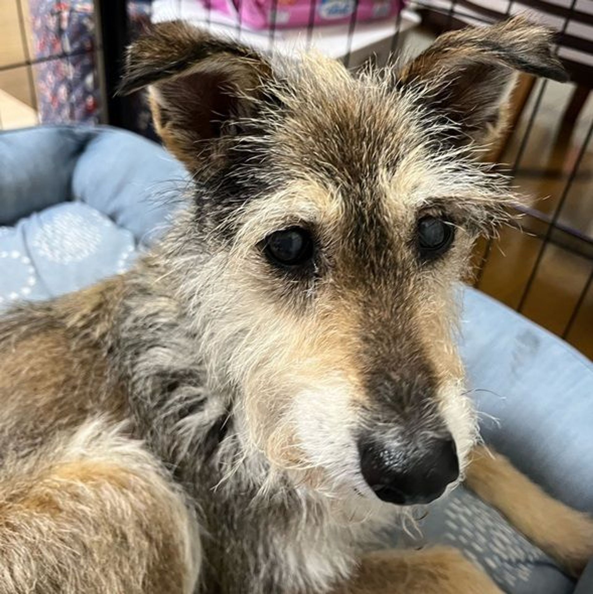 雑種（ミックス犬）・メスの里親募集の写真