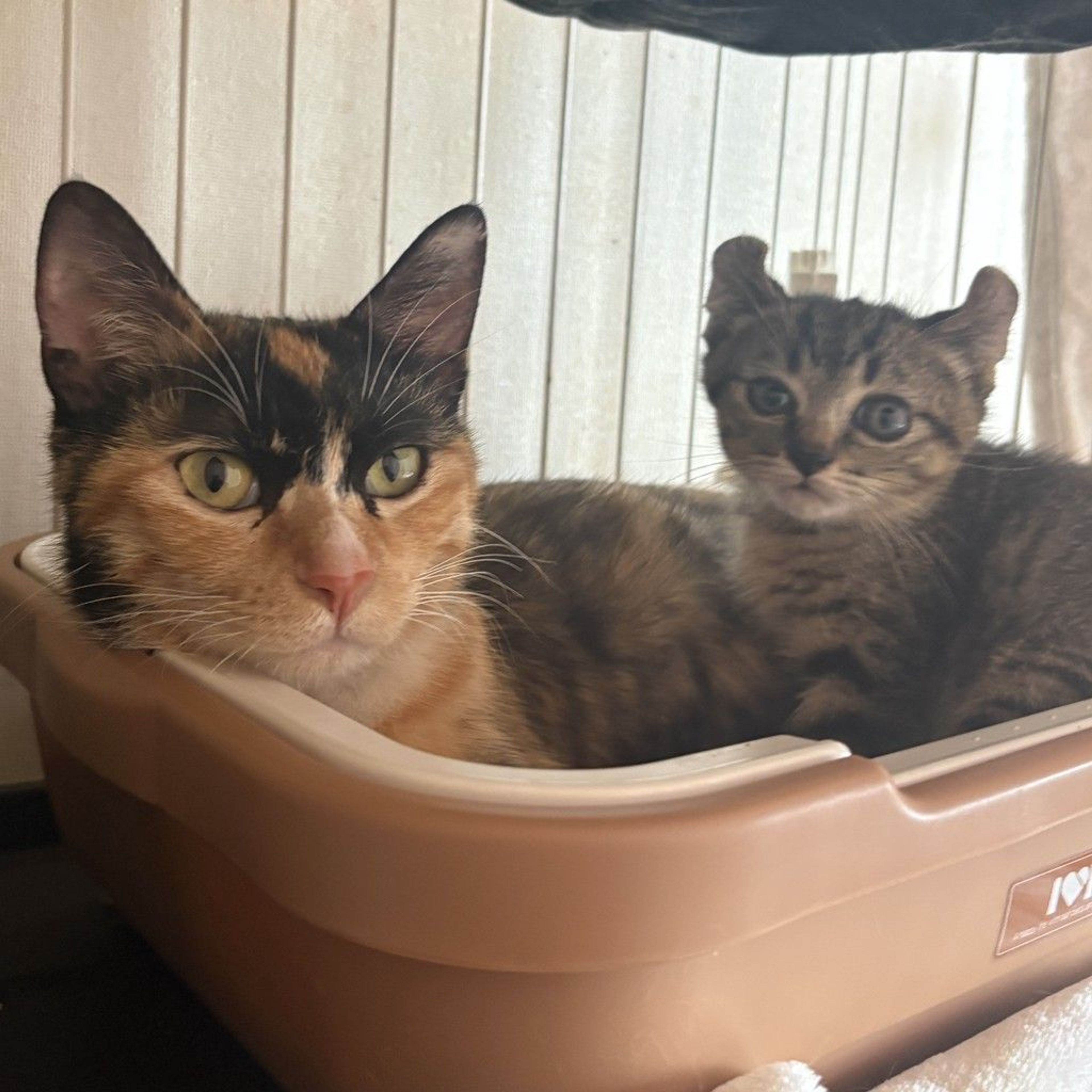 雑種（ミックス猫）・オスの里親募集の写真
