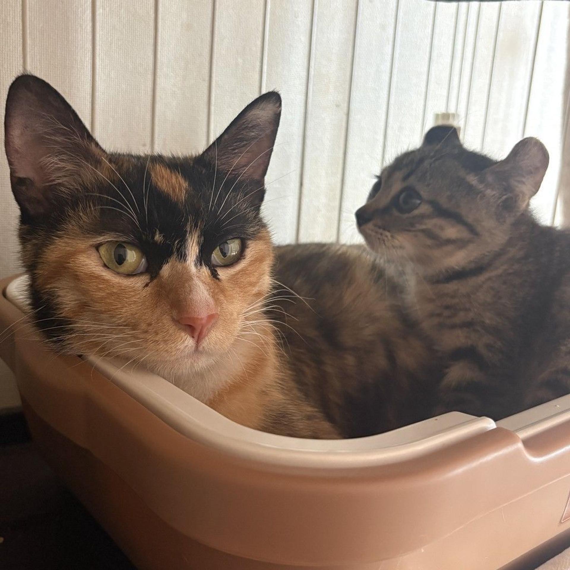 pet-image-5