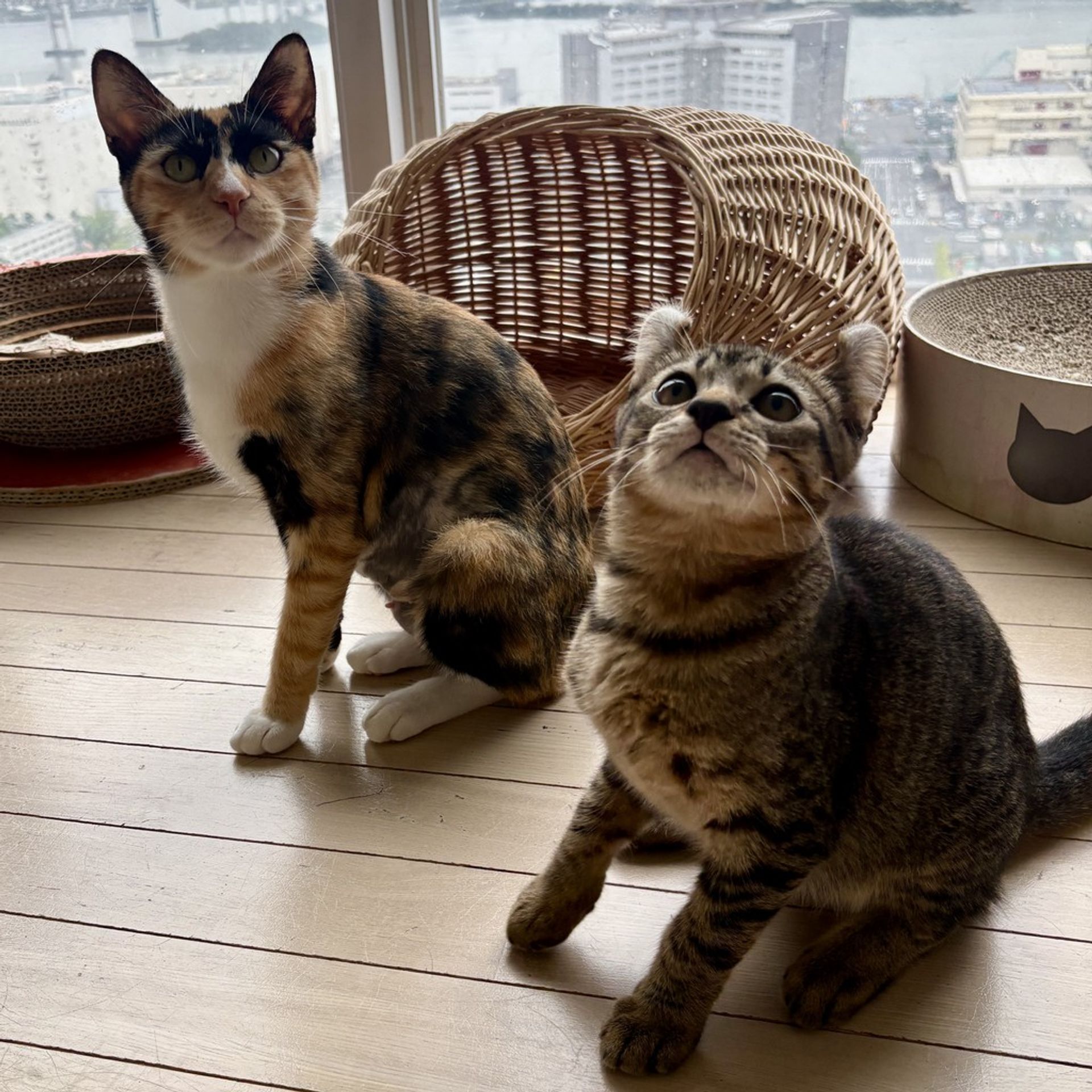 雑種（ミックス猫）・オスの里親募集の写真
