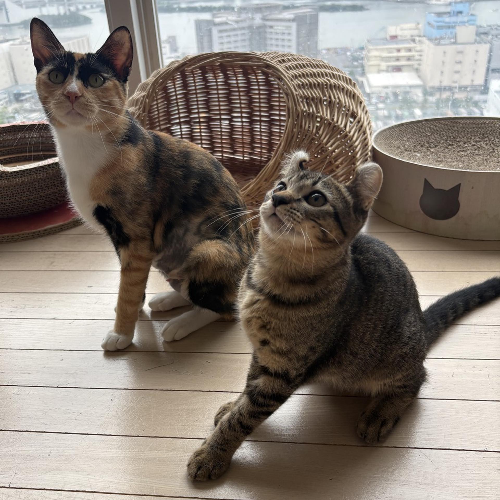 pet-image-5