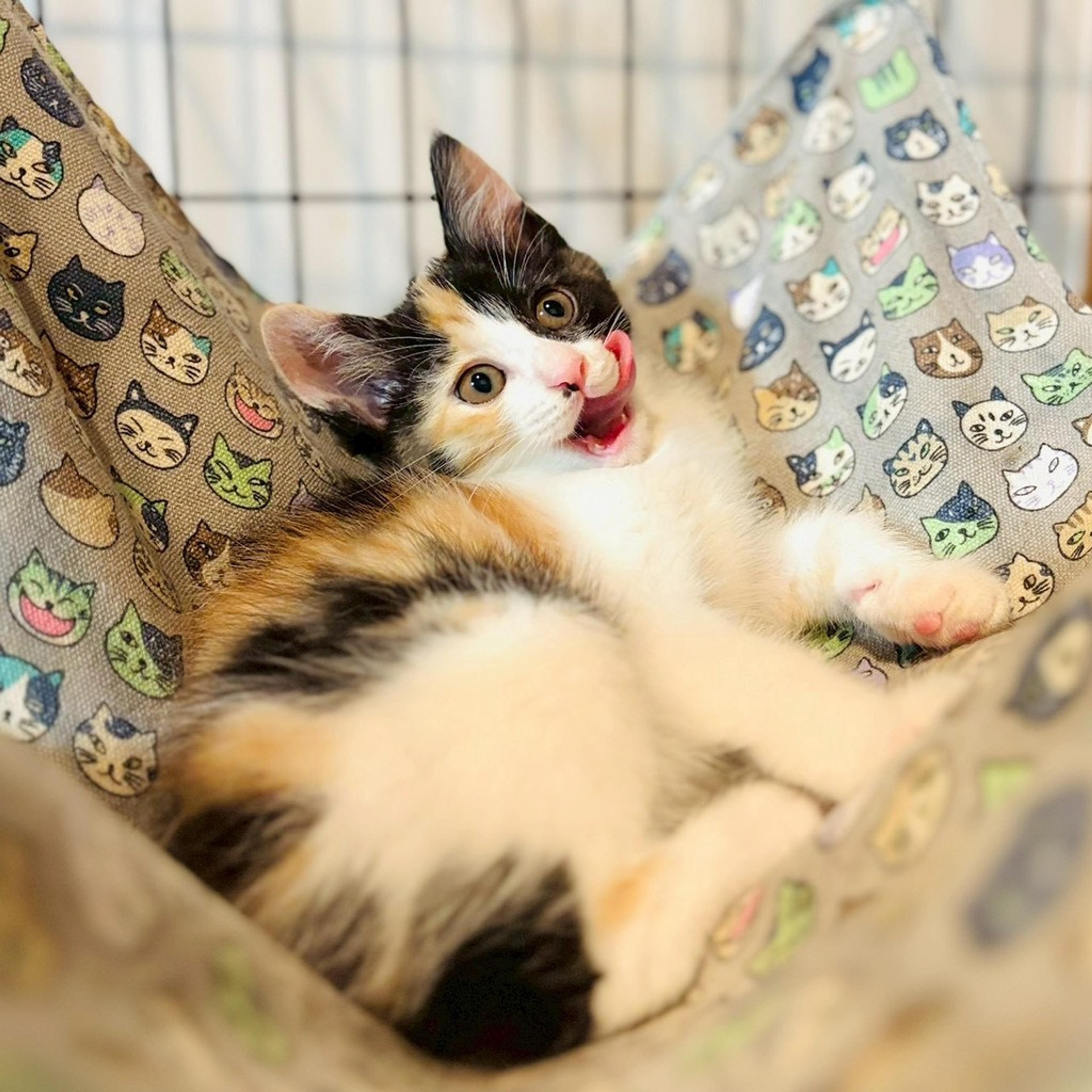 pet-image-7