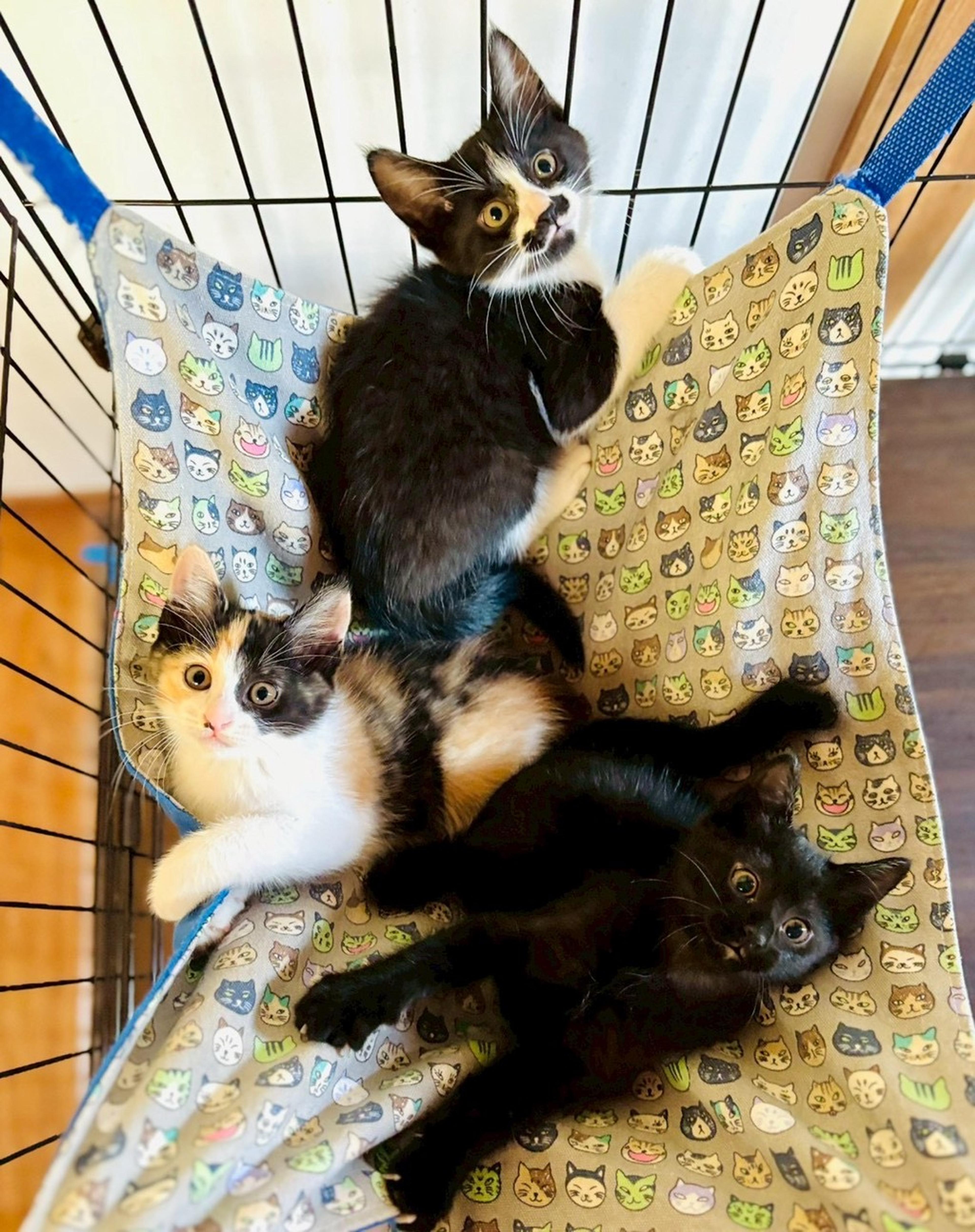 pet-image-9