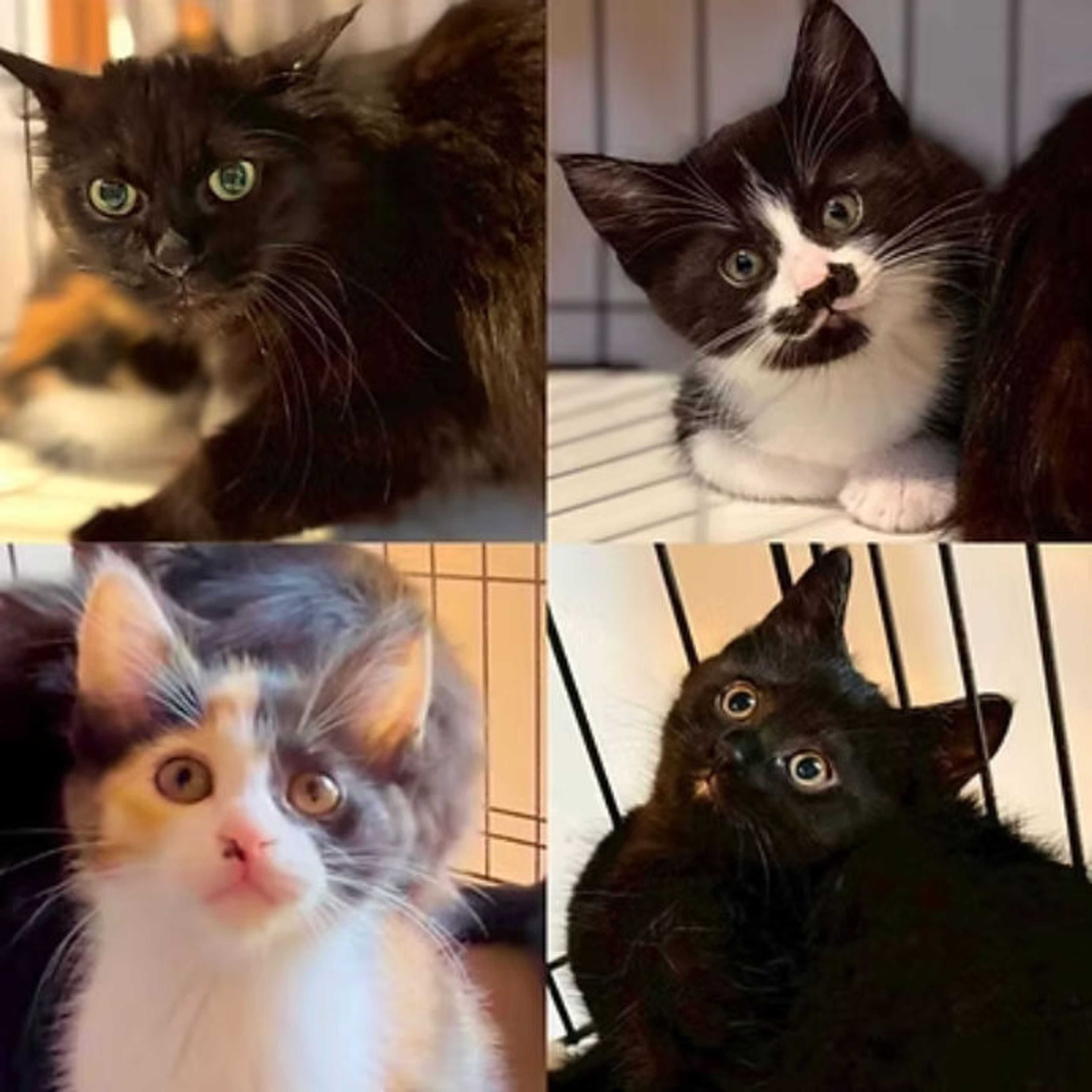 雑種（ミックス猫）・オスの里親募集の写真