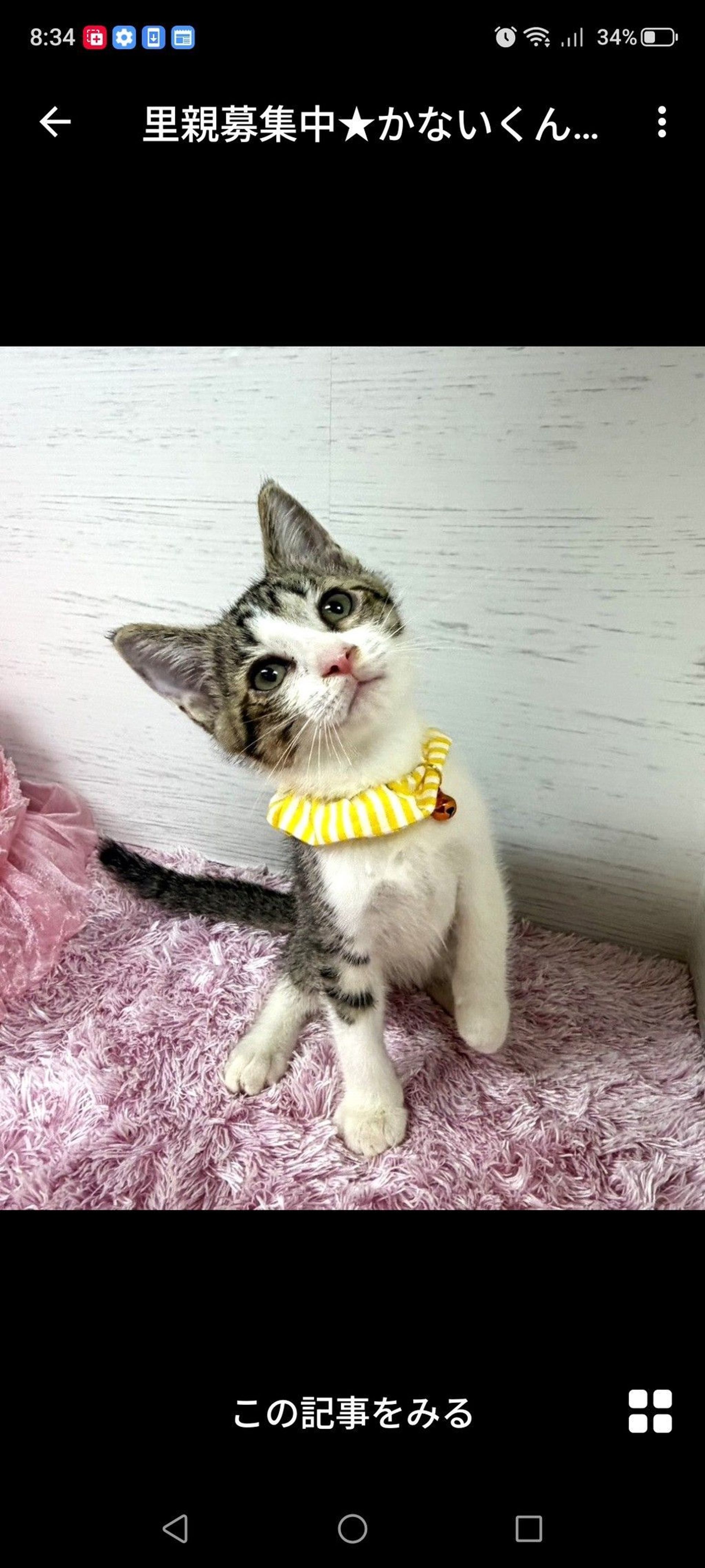 雑種（ミックス猫）・オスの里親募集の写真