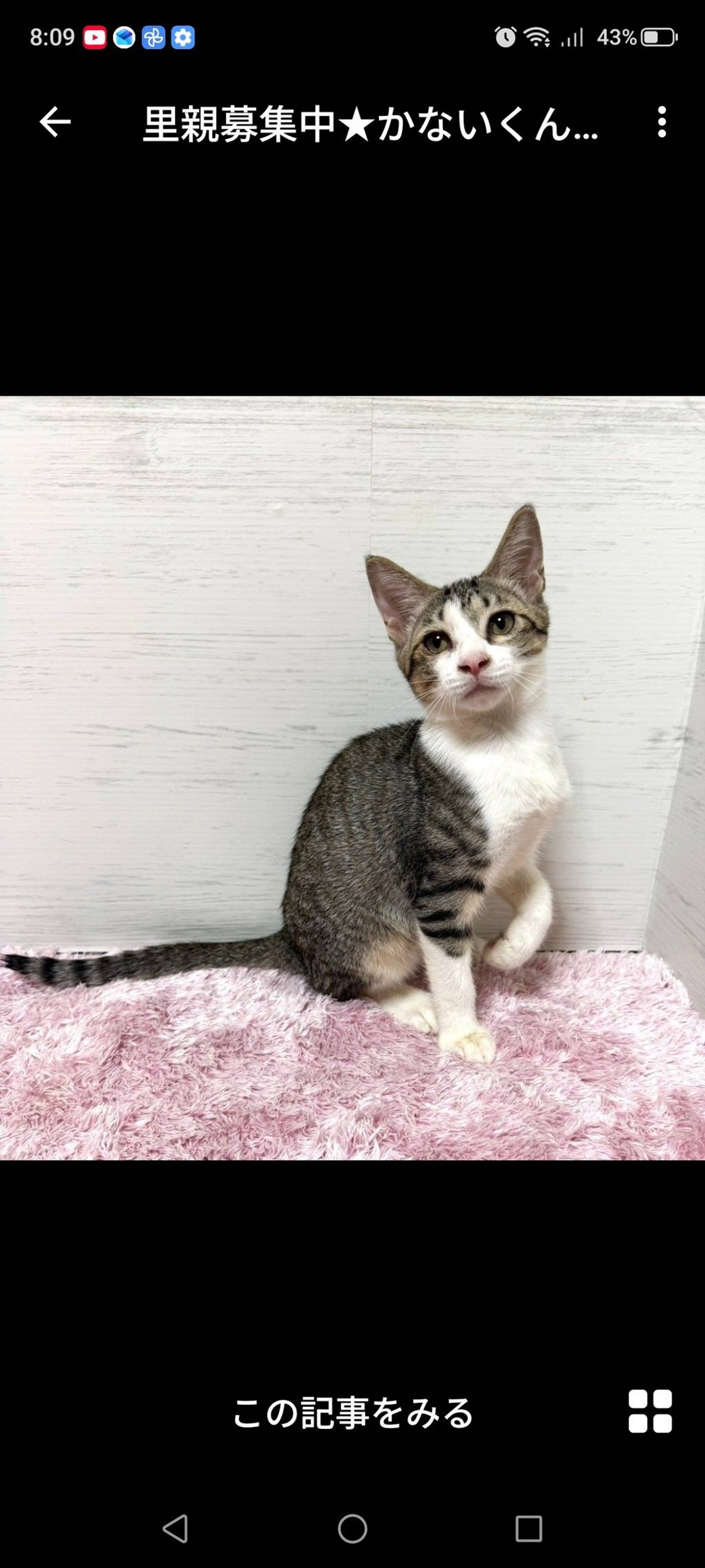 雑種（ミックス猫）・オスの里親募集の写真