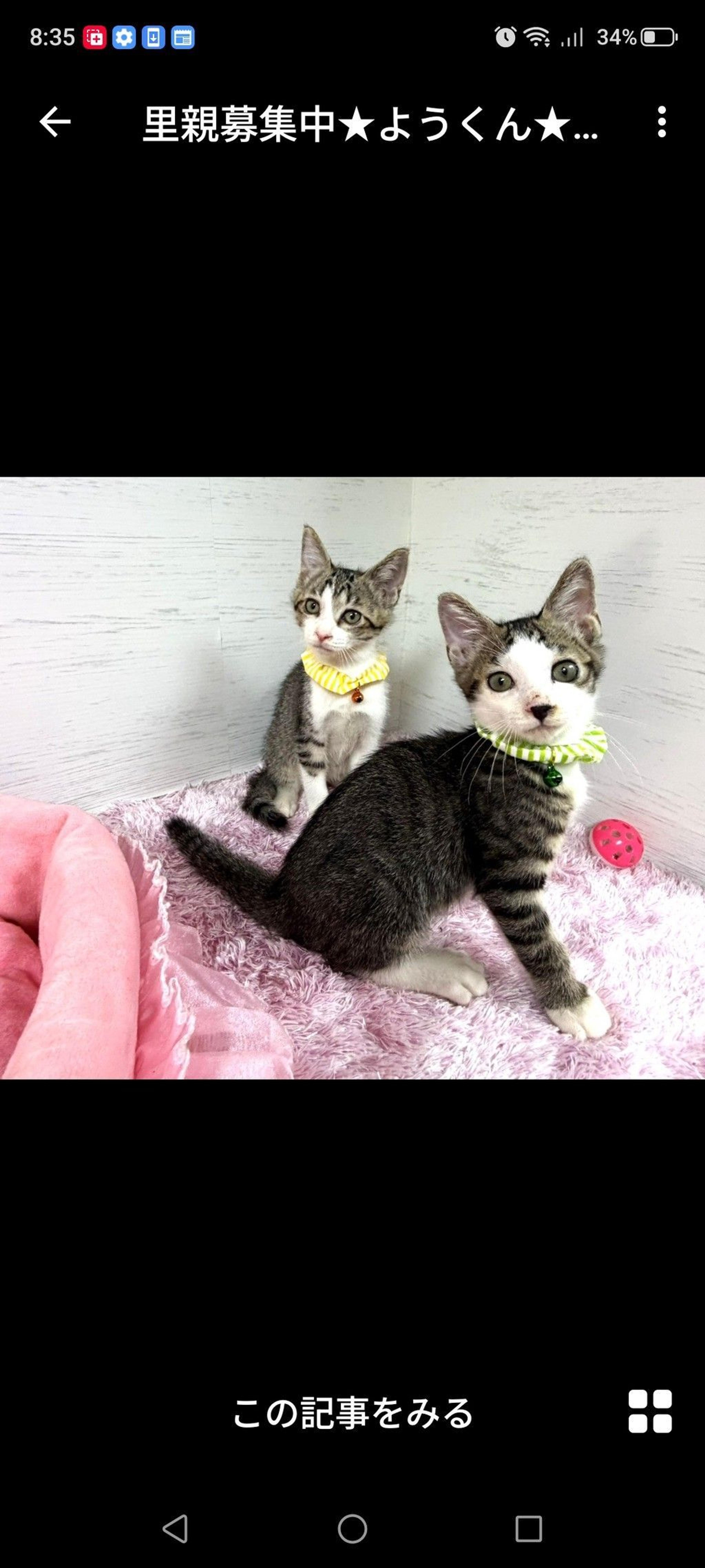 pet-image-2
