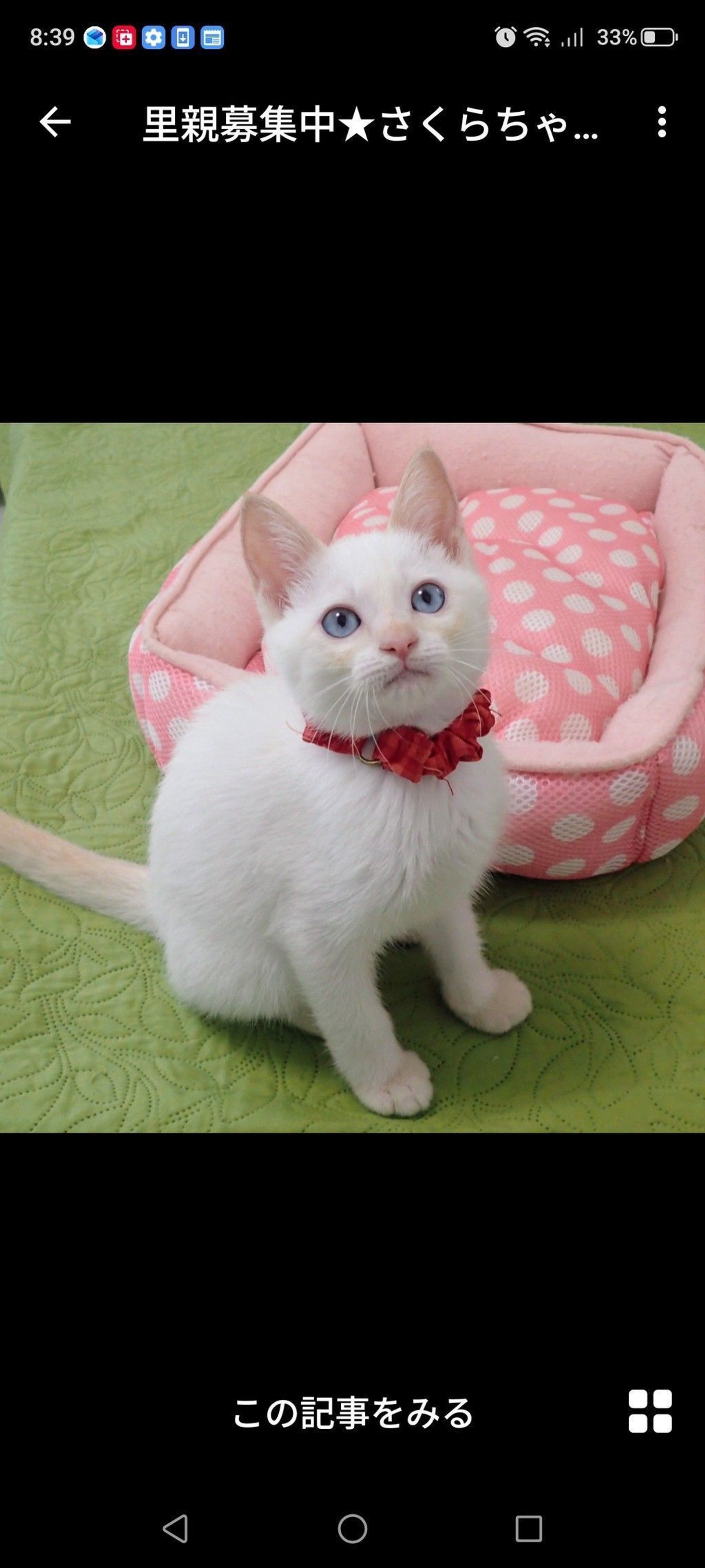 雑種（ミックス猫）・メスの里親募集の写真
