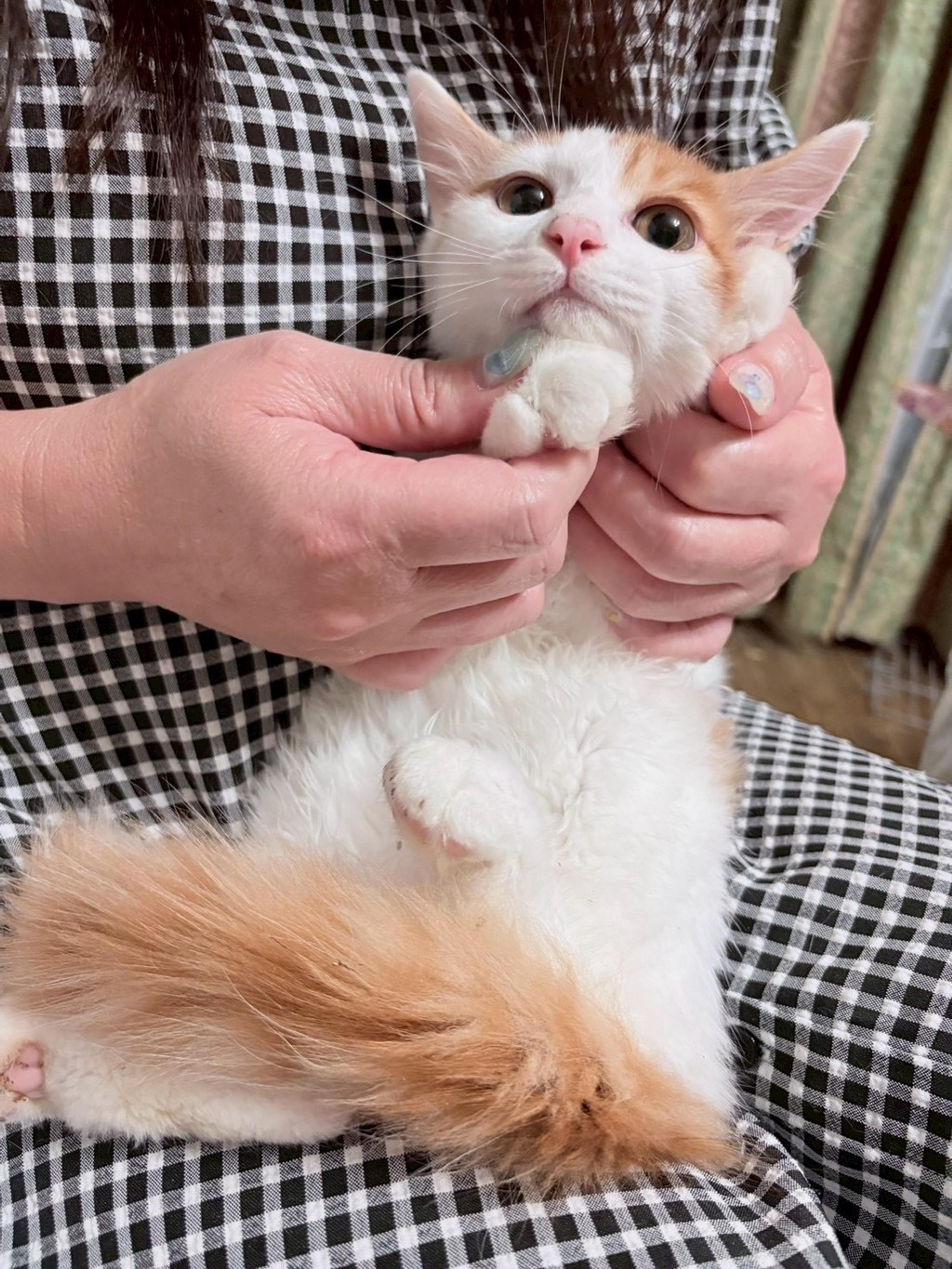 pet-image-2