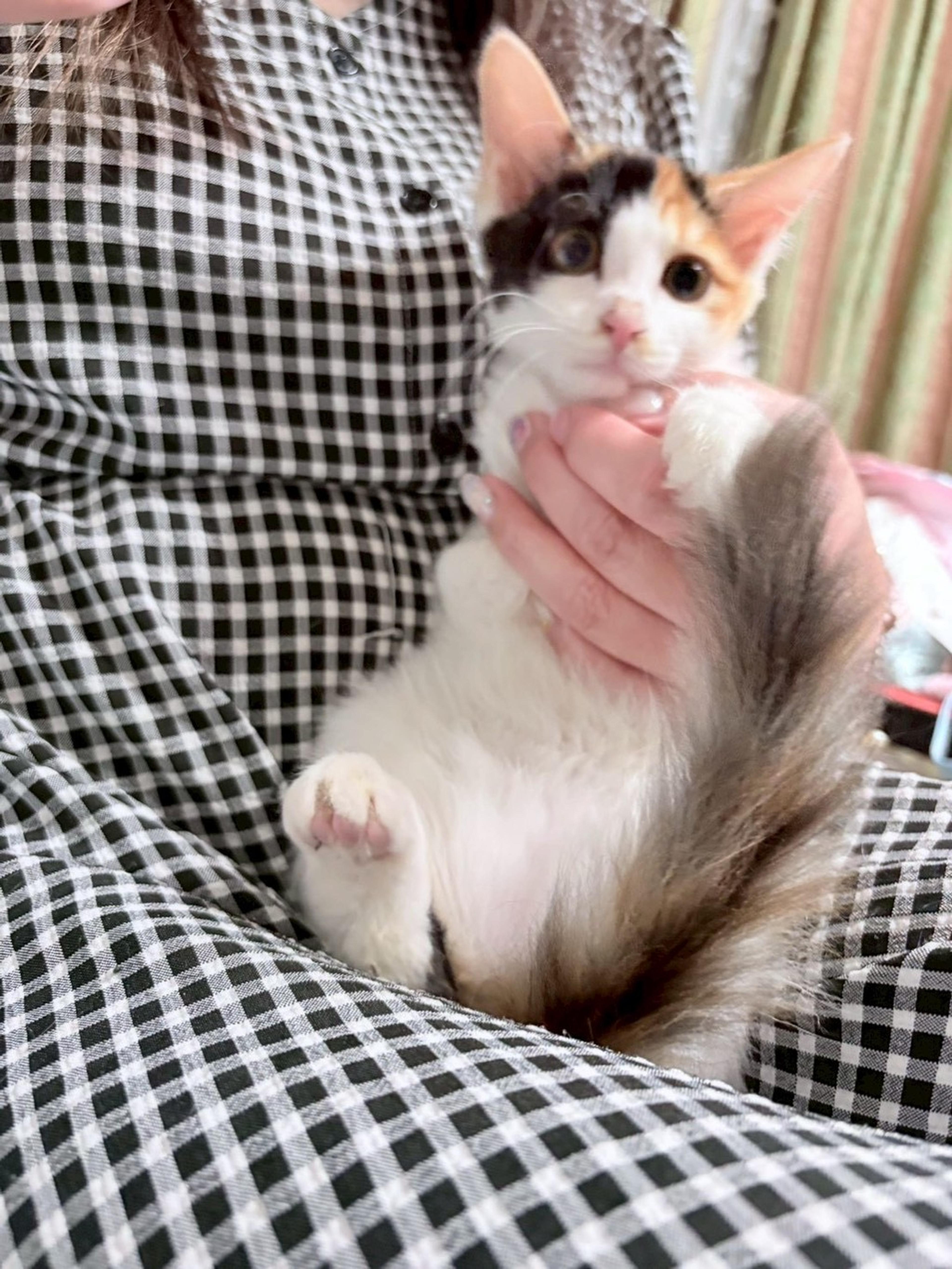 pet-image-8