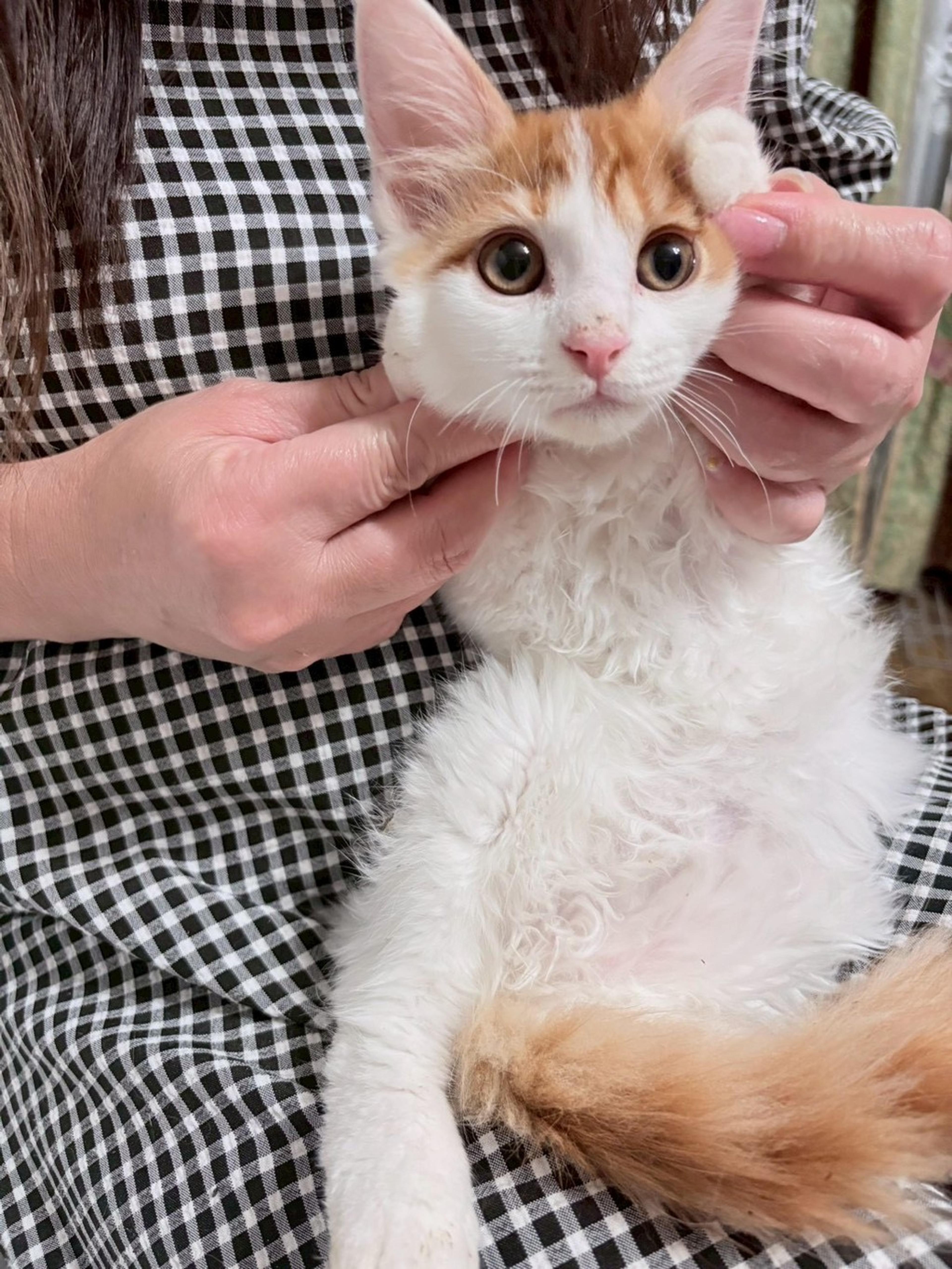 pet-image-10