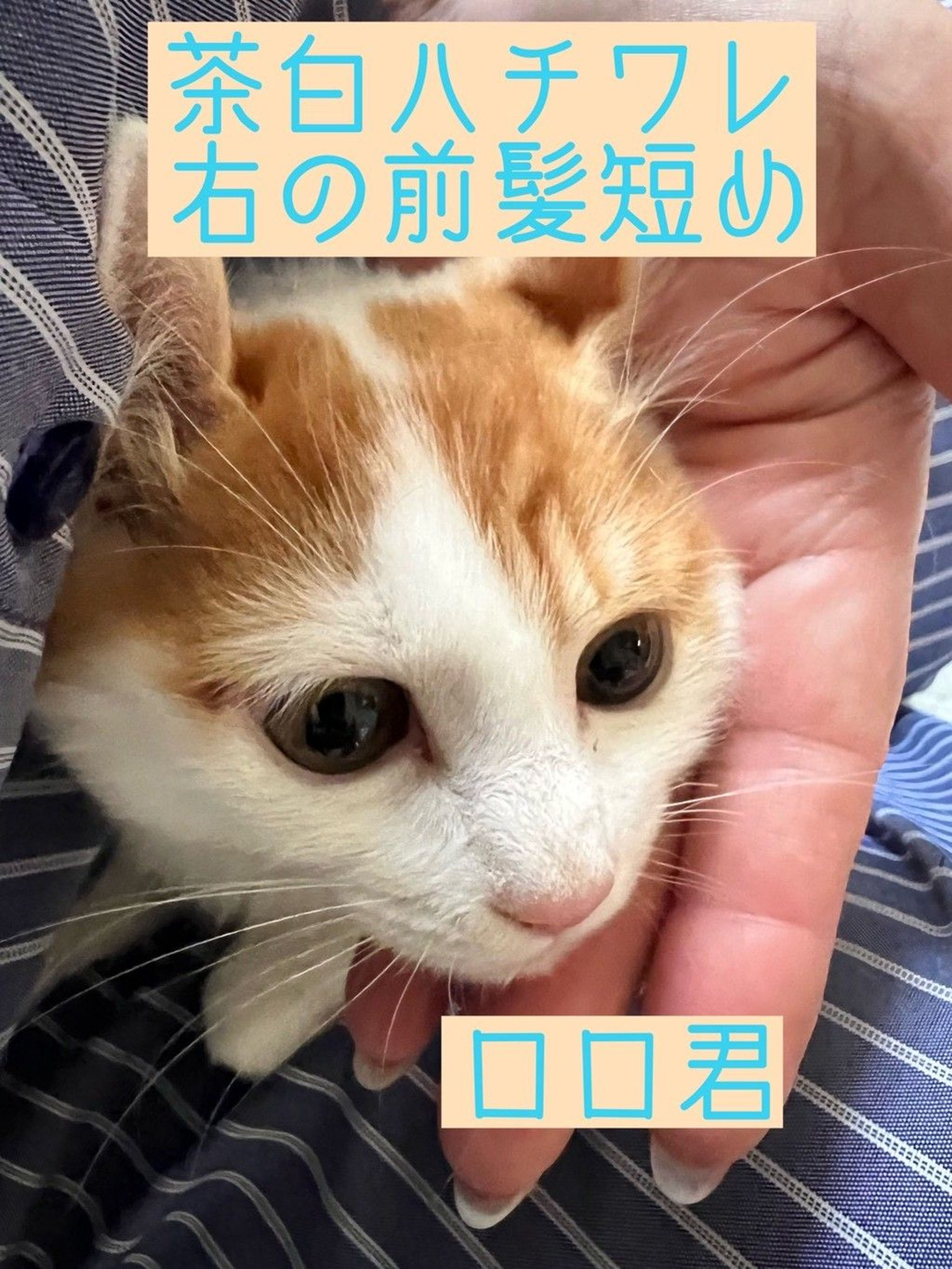雑種（ミックス猫）・メスの里親募集の写真