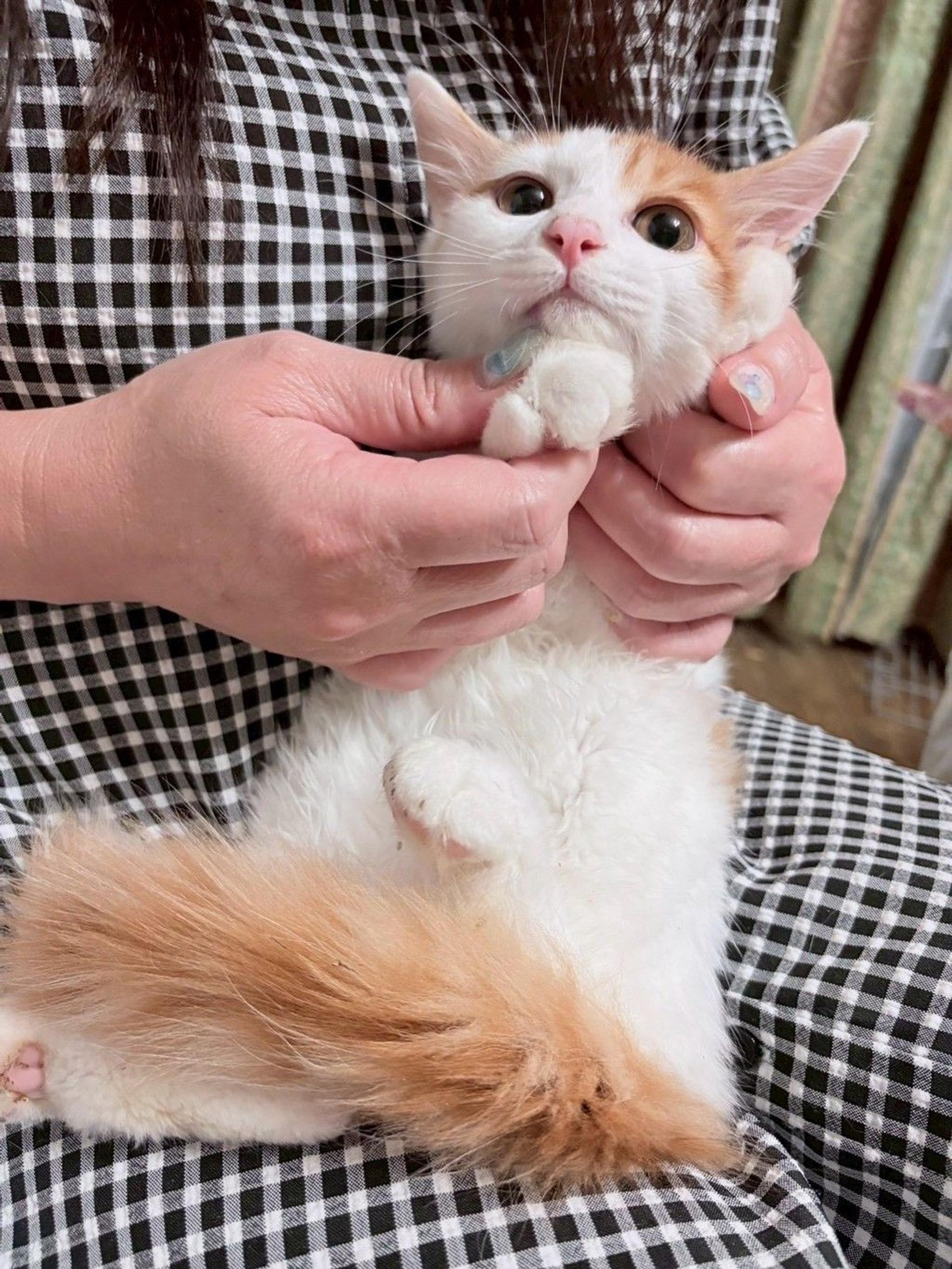 pet-image-2