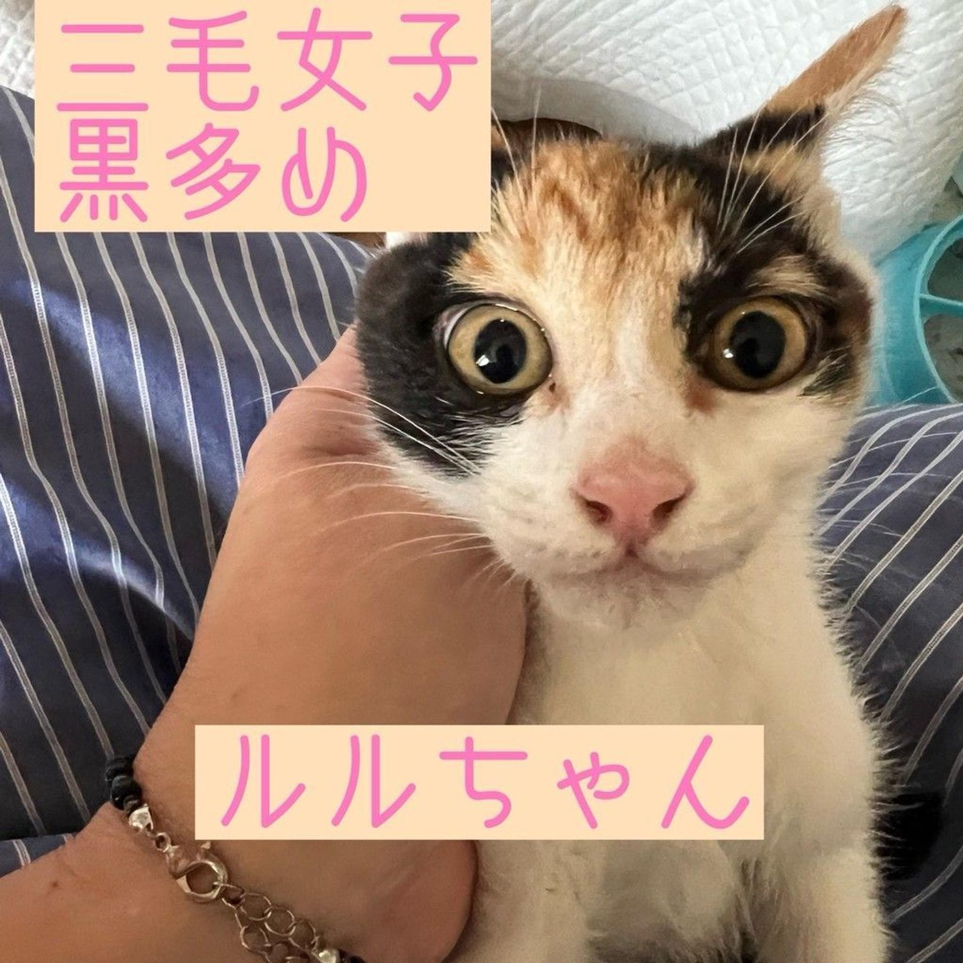 pet-image-5