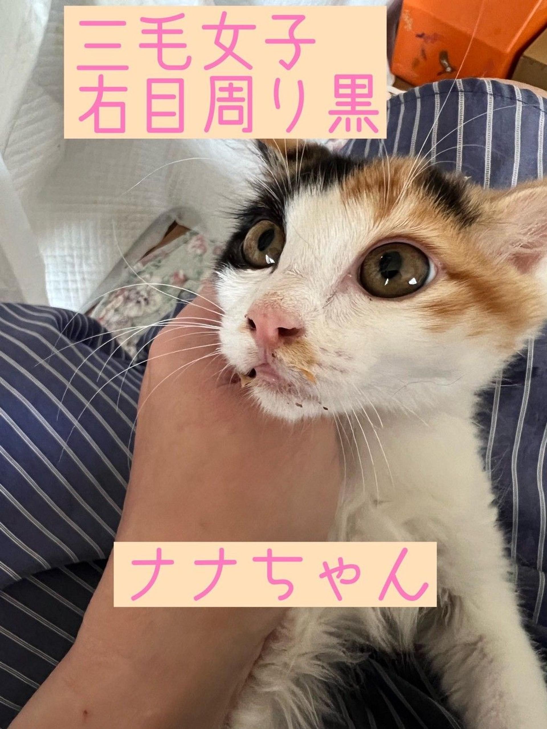 pet-image-7